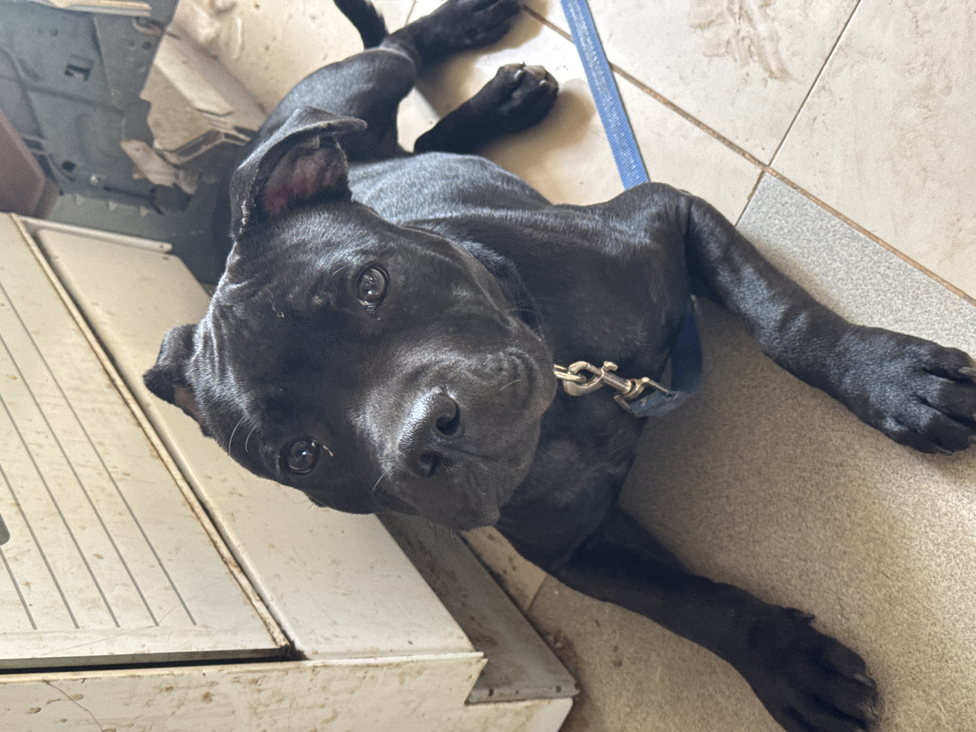A black dog with a blue collar lies on a tile floor next to a white cabinet. The dog is on its back with its legs splayed out and its head turned towards the camera. A blue leash is visible on the floor near the dog. The environment is indoors. There is no evidence to indicate this image was taken in Rusalevka, Russia.