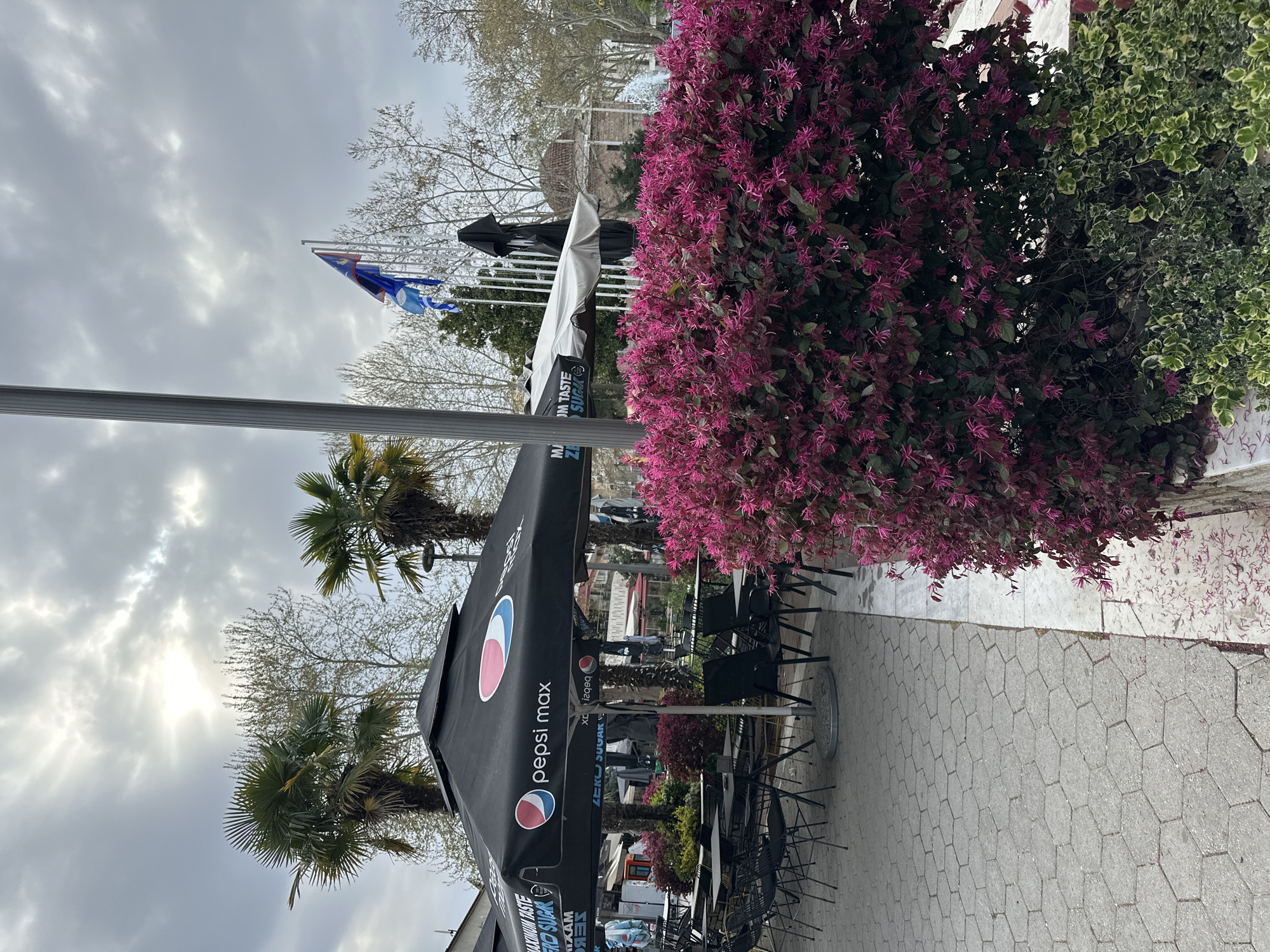 Here is a description of the image:
The image captures an outdoor cafe setting in what appears to be the city of Serres, Greece. This is based on the flag visible in the background, which bears resemblance to Greek and possibly other regional symbols. The scene is dominated by a large Pepsi Max branded parasol, under which black metal tables and chairs are arranged, typical of an outdoor dining area.
To the right of the cafe arrangement, there is a large, vibrant flowering shrub with purple blossoms, partially obscuring a wall. To the left, one can spot palm trees. The sky is overcast, hinting at potentially cool or unsettled weather.
The paving stones underfoot are a light grey and laid in a tessellated pattern. The angle suggests the photograph was taken from a standing position at ground level.