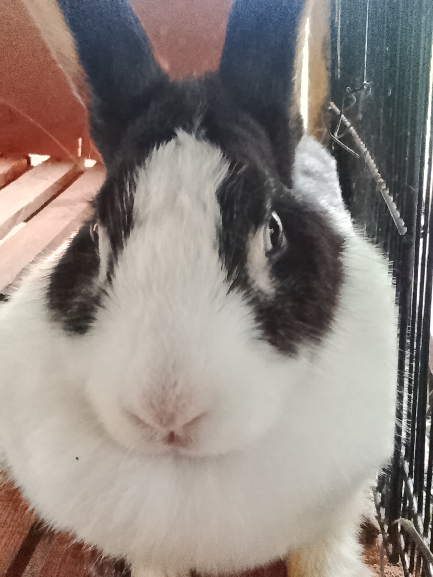 A close-up, eye-level shot features a Dutch rabbit in an outdoor enclosure. The rabbit's face fills most of the frame, with its black and white fur clearly visible. Its ears, one black and one mostly black with a white tip, are erect. The rabbit's nose is a soft pink, and its dark eyes gaze forward. The background is slightly blurred, showing wooden slats and a metal cage. There is a small dark speck on the rabbit's white fur. The overall lighting suggests it is daytime. No specific location within Meunasah Raya, Indonesia, is discernible from the image.