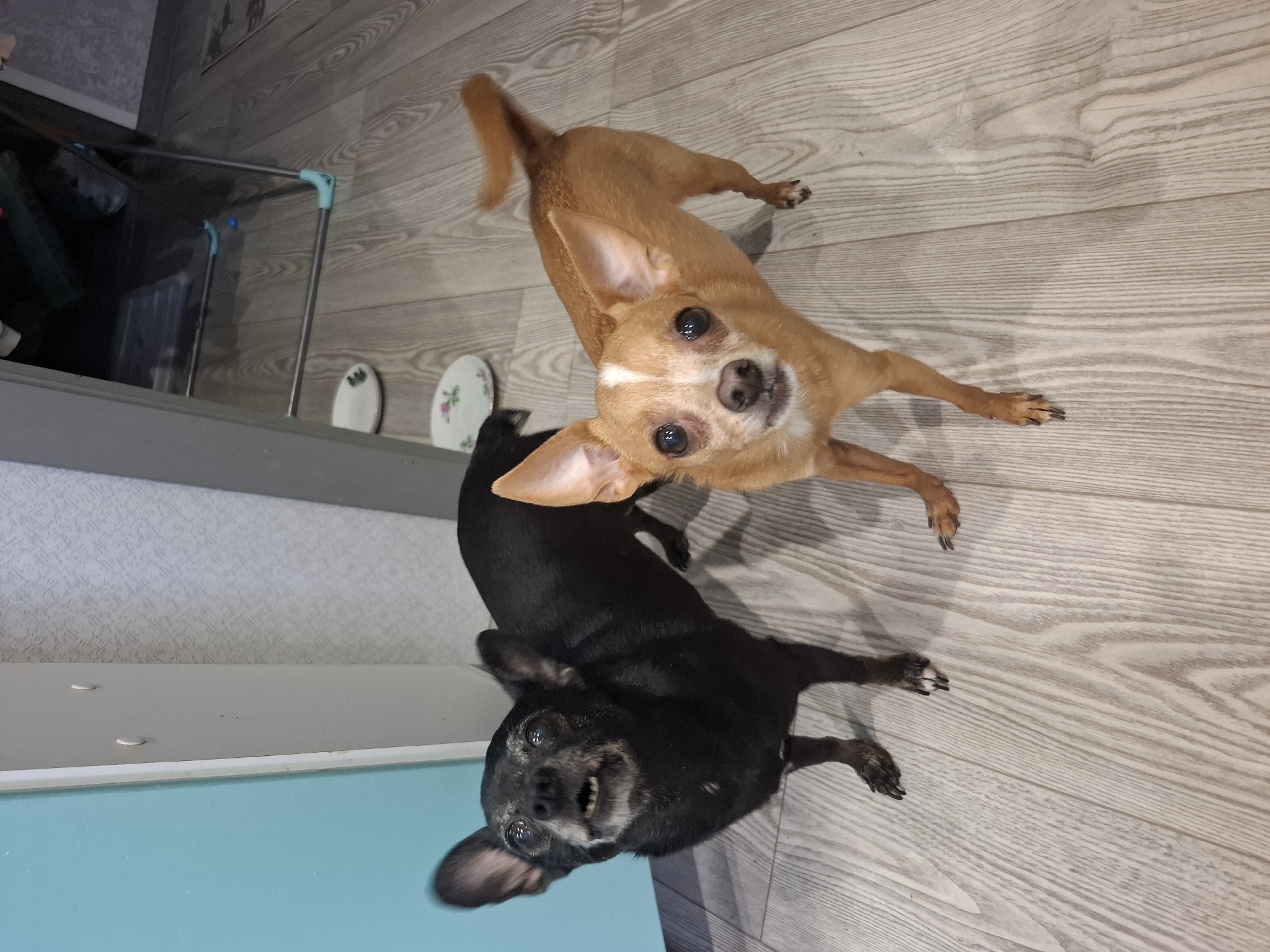 Two dogs, one tan and one black, are standing on a light-colored wood floor in what appears to be an indoor location, possibly in Chaikovsky, Russia. In the background, there is a grey cabinet and a metal drying rack.