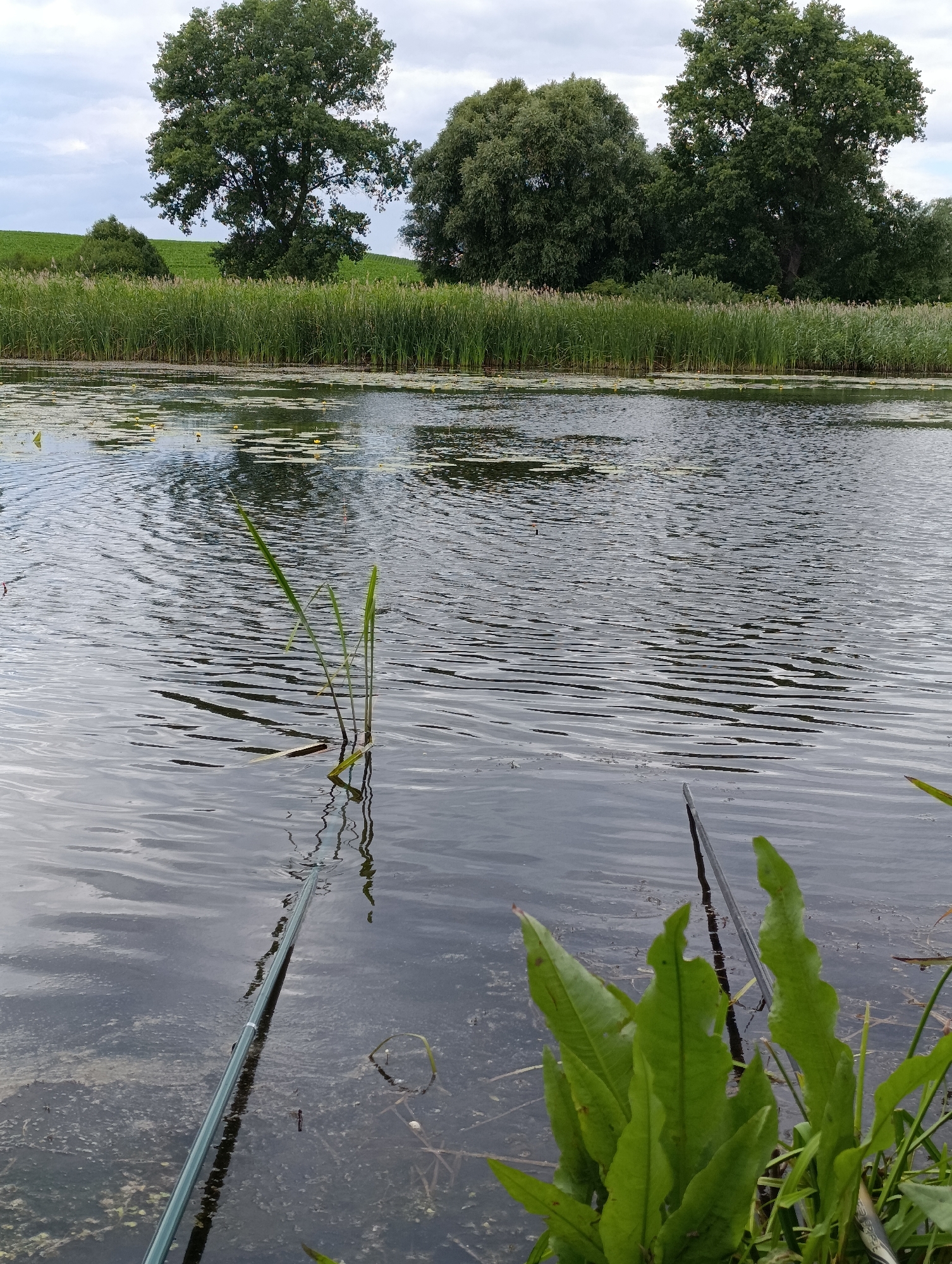 The image shows a body of water, possibly a river or lake, with reeds lining the bank in the background. There are several trees on the far bank, and the sky is overcast. In the foreground, there is a fishing rod extending into the water, with a fishing float visible. There are also some aquatic plants growing in the water. The overall scene appears to be a peaceful, natural setting. The location is identified as Khazhyn, Ukraine.