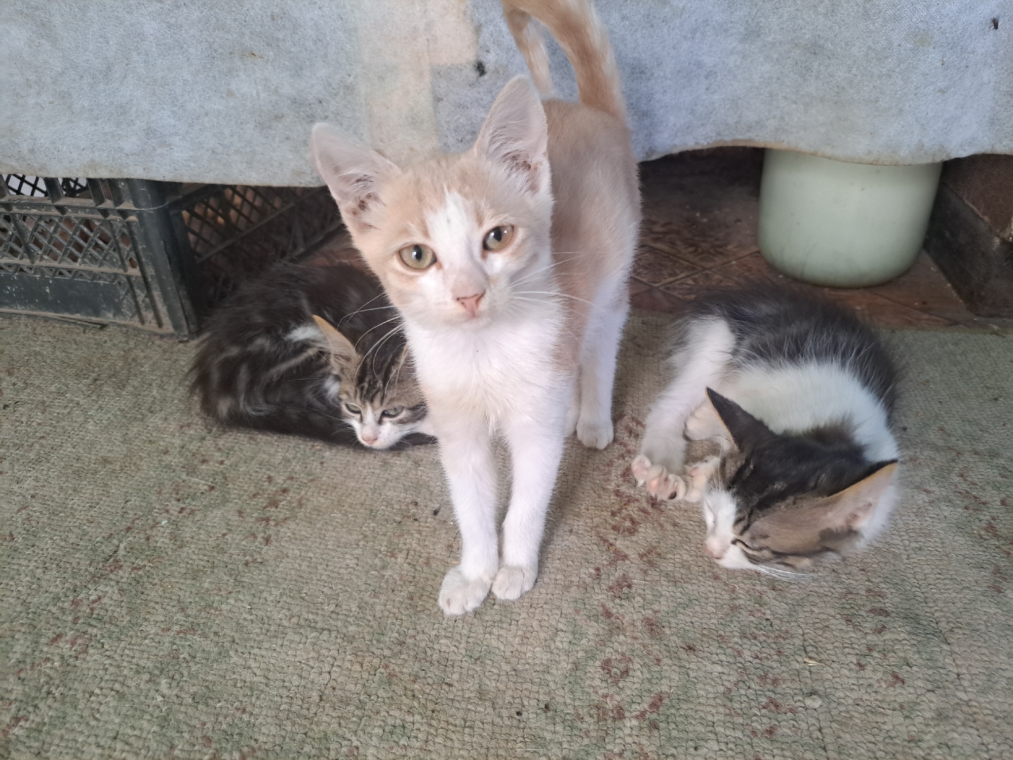 In Vypasne, Ukraine, three kittens are gathered on a textured, carpeted surface. A light-colored kitten with orange and white markings stands centrally, facing the viewer with curious yellow eyes. To its left, a dark tabby kitten is curled up, partially obscured. To the right, another kitten, a mix of black, white, and brown tabby, is sleeping, its face resting on its paws. Behind the kittens, a black plastic crate is visible, and above that, a coarse, light-colored fabric hangs. A pale green, cylindrical object, possibly a container, is partially visible beneath the fabric to the right. The environment appears to be outdoors or in an open, sheltered area.