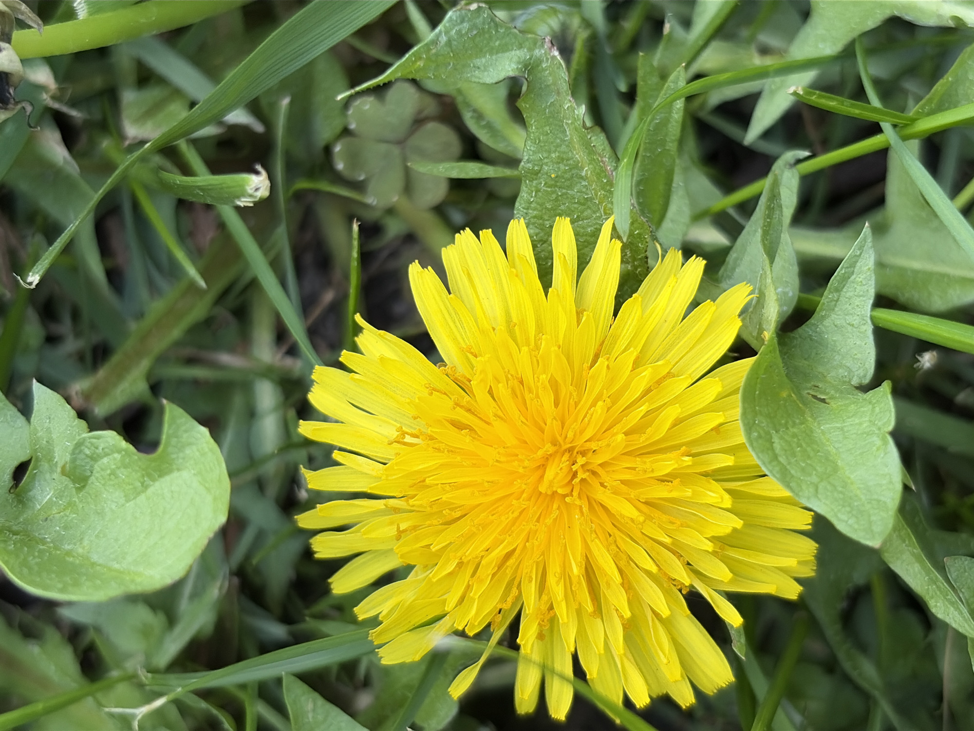 A close-up shot captures a vibrant yellow dandelion in full bloom, surrounded by green grass and foliage. The dandelion's petals radiate from the center, showcasing its intricate structure. A four-leaf clover can be seen among the surrounding greenery. The photo is taken at ground level, providing a worm's-eye view of the plant life. The location is indeterminate.
