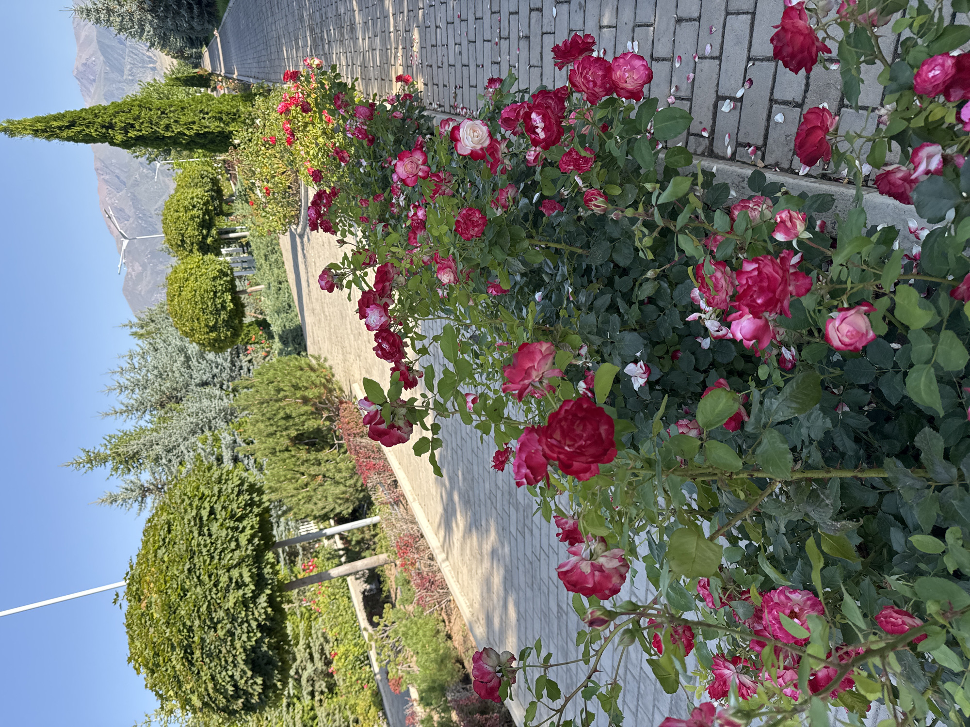 A vertical shot shows a pathway lined with rose bushes in bloom, with a backdrop of mountains under a clear blue sky. The pathway is paved with light-colored bricks, and some fallen rose petals are scattered on its surface. The rose bushes are lush and full of red and pink flowers, some fully bloomed and others still in bud. The foreground is dominated by the roses, with their green leaves and thorny stems.
In the background, several trees of various types are visible, including tall, slender coniferous trees and rounded, manicured bushes. Beyond the trees, rugged, brown mountains rise up against the sky, suggesting a natural, possibly remote, setting. The clear blue sky indicates fair weather, and the lighting suggests it is daytime, likely morning or afternoon.
There are no people or animals visible in the image. The overall impression is one of natural beauty and tranquility, with the vibrant colors of the roses contrasting with the muted tones of the mountains and the pathway. The location context of Sary-Oy, Kyrgyzstan, places this scene in a mountainous region of Central Asia, known for its natural landscapes. No text is visible in the image.