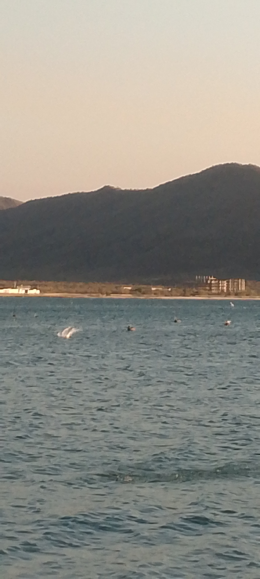 The image depicts a seascape in Juan Griego, Venezuela. In the background, a dark, tree-covered mountain rises above a shoreline. Along the shore, partially obscured by the vegetation, a building or structure is visible. The foreground is dominated by the ocean, where a few people appear to be swimming or floating, including one person who appears to be surfing. There are also a few white birds flying above the water. The overall lighting suggests either sunrise or sunset.
