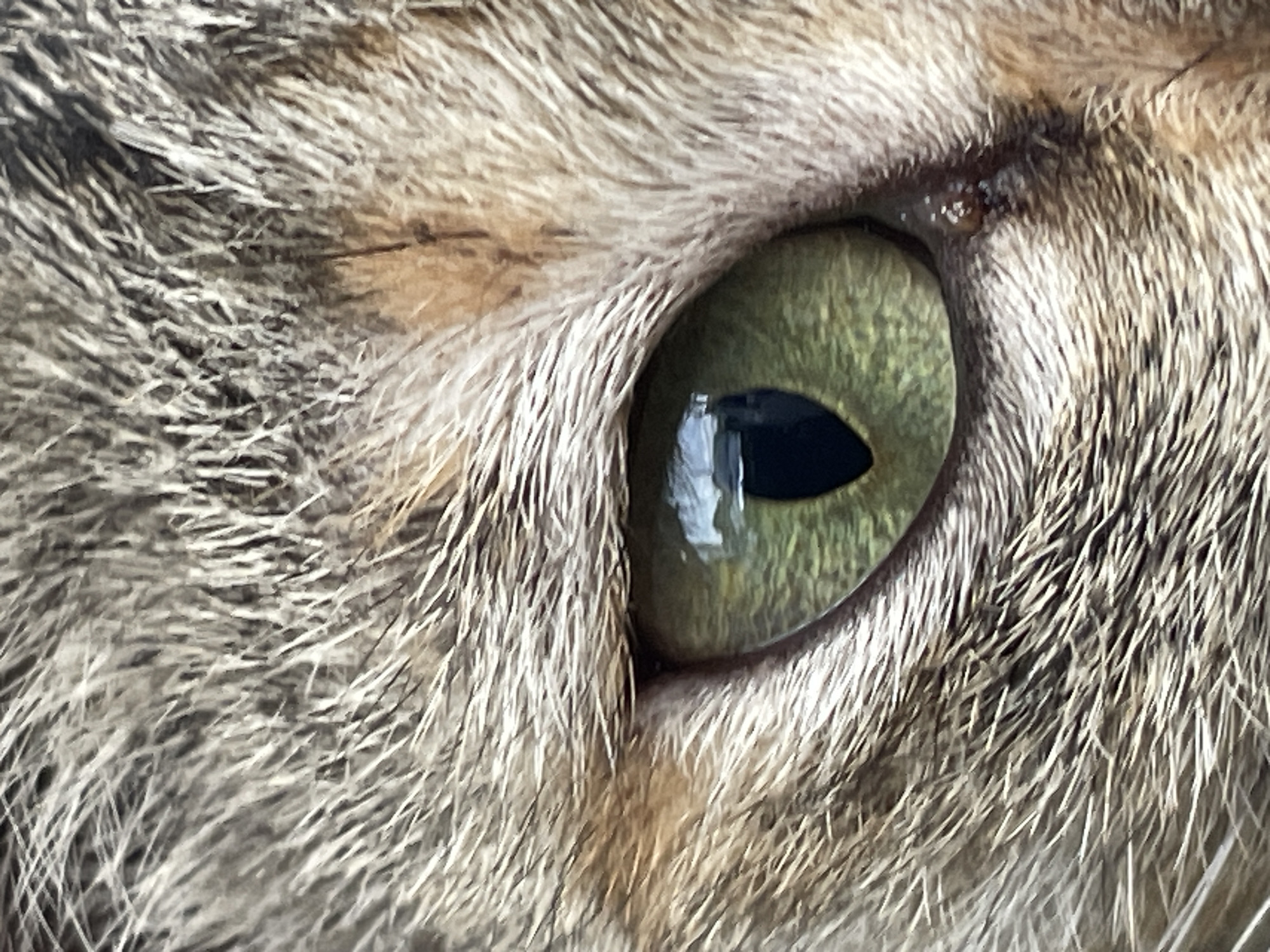 This is an extreme close-up photograph of a cat's eye, focusing on the iris and pupil, surrounded by its fur. The cat's fur is a mix of gray, brown, and white, appearing coarse and striped. The eye itself is a vibrant green, with a dark, vertical pupil that reflects a bright light, suggesting the flash of a camera or a strong light source. The texture of the fur is highly detailed, showcasing individual strands. There are no people, objects other than the cat, or any scene or setting elements visible. The image does not depict any activity or event. Notable details include the sharpness of the focus on the eye and the intricate detail of the fur. There is no indication of time of day, weather, or specific location cues beyond what might be inferred from the subject itself. No emotions are explicitly conveyed in this detail-oriented shot. There is no visible text in the image.