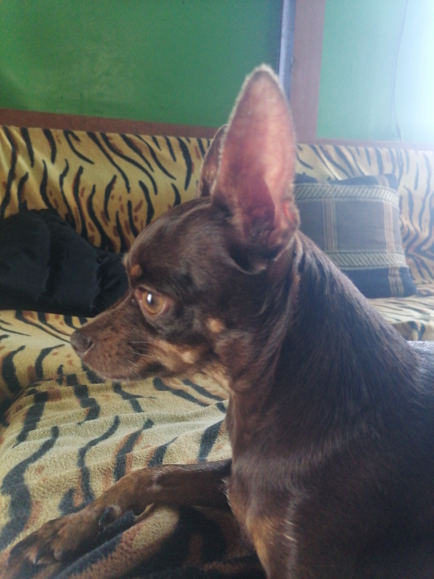 A brown chihuahua dog with large ears is lying on a couch with a tiger-striped blanket. The dog is positioned in the foreground, facing left, with its head turned to the side. Behind the dog, on the couch, there is a dark object, possibly a pillow or a folded blanket. A patterned cushion is visible on the right side of the couch. The background consists of a green wall and a window with bright light filtering through. The scene appears to be an indoor setting. The location is specified as Novopokrovka, Russia.