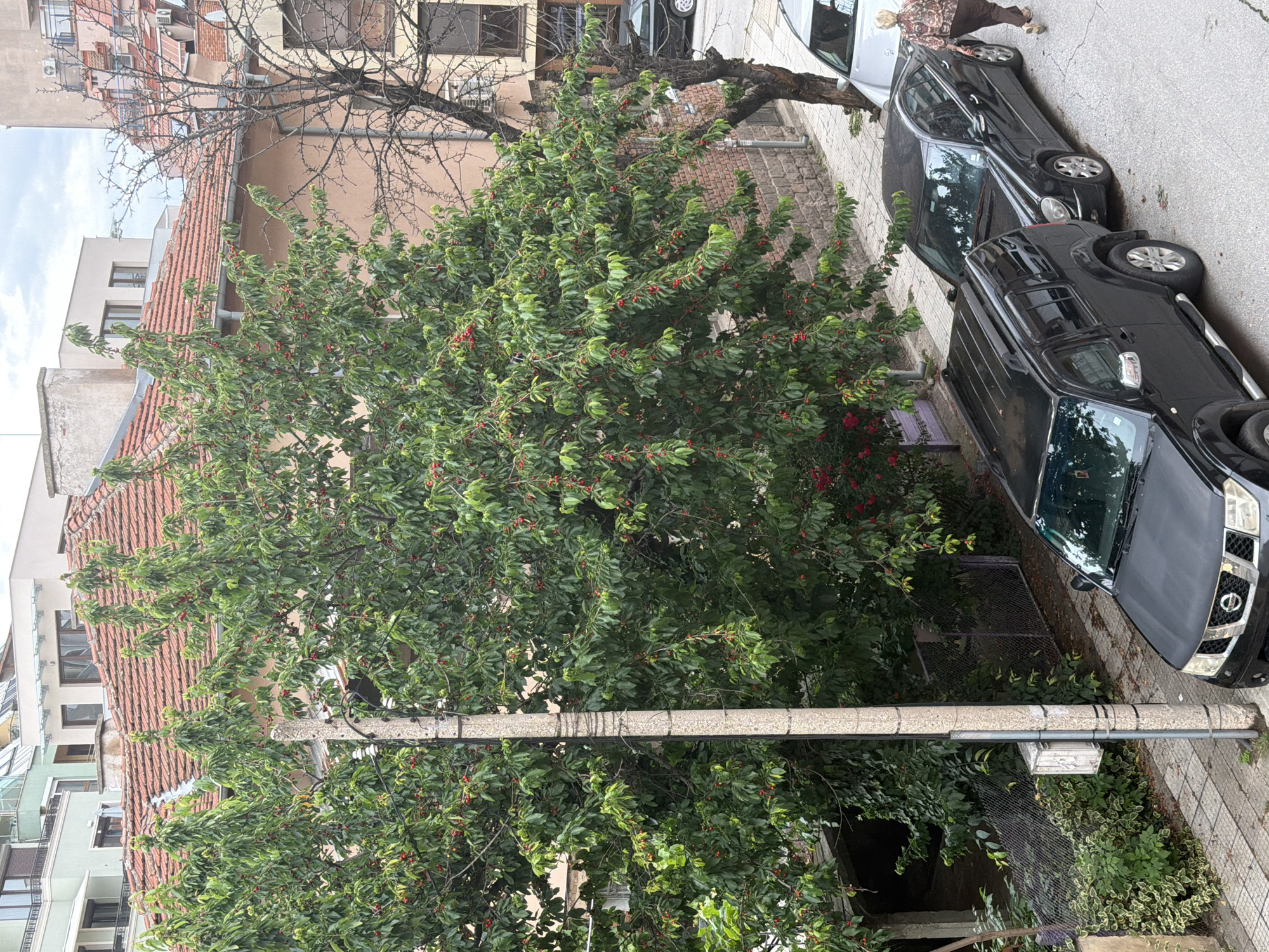 This media file presents an overhead view of a residential street in Plovdiv, Bulgaria, captured during an overcast daytime. The image is rich with foliage, urban structures, and parked vehicles.
In the foreground and midground, a large, densely leafed tree with numerous small red berries, likely cherries, dominates the left and central parts of the frame. A concrete utility pole with bundled wires runs vertically through the center, partially obscured by the tree's canopy. To the right, a paved sidewalk and asphalt street are visible.
Several vehicles are parked along the street. Closest to the viewer is a black Nissan Navara pickup truck. Behind it, a silver Mercedes-Benz E-Class sedan is parked. An elderly woman with light hair, wearing a patterned blouse, stands near the open driver's side door of the silver Mercedes, appearing to be getting in or out of the vehicle. Another dark sedan is parked further down the street.
The background features residential buildings with distinctive red-tiled roofs, beige and light-colored facades, and multiple windows. Air conditioning units are visible on some of the buildings. A prominent, bare deciduous tree with intricate branches, devoid of leaves, stands in the upper central background, contrasting with the lush green tree in the foreground. The sky above is uniformly overcast, indicating cloudy weather without direct sunlight. No discernible text is visible apart from the Nissan logo on the truck.