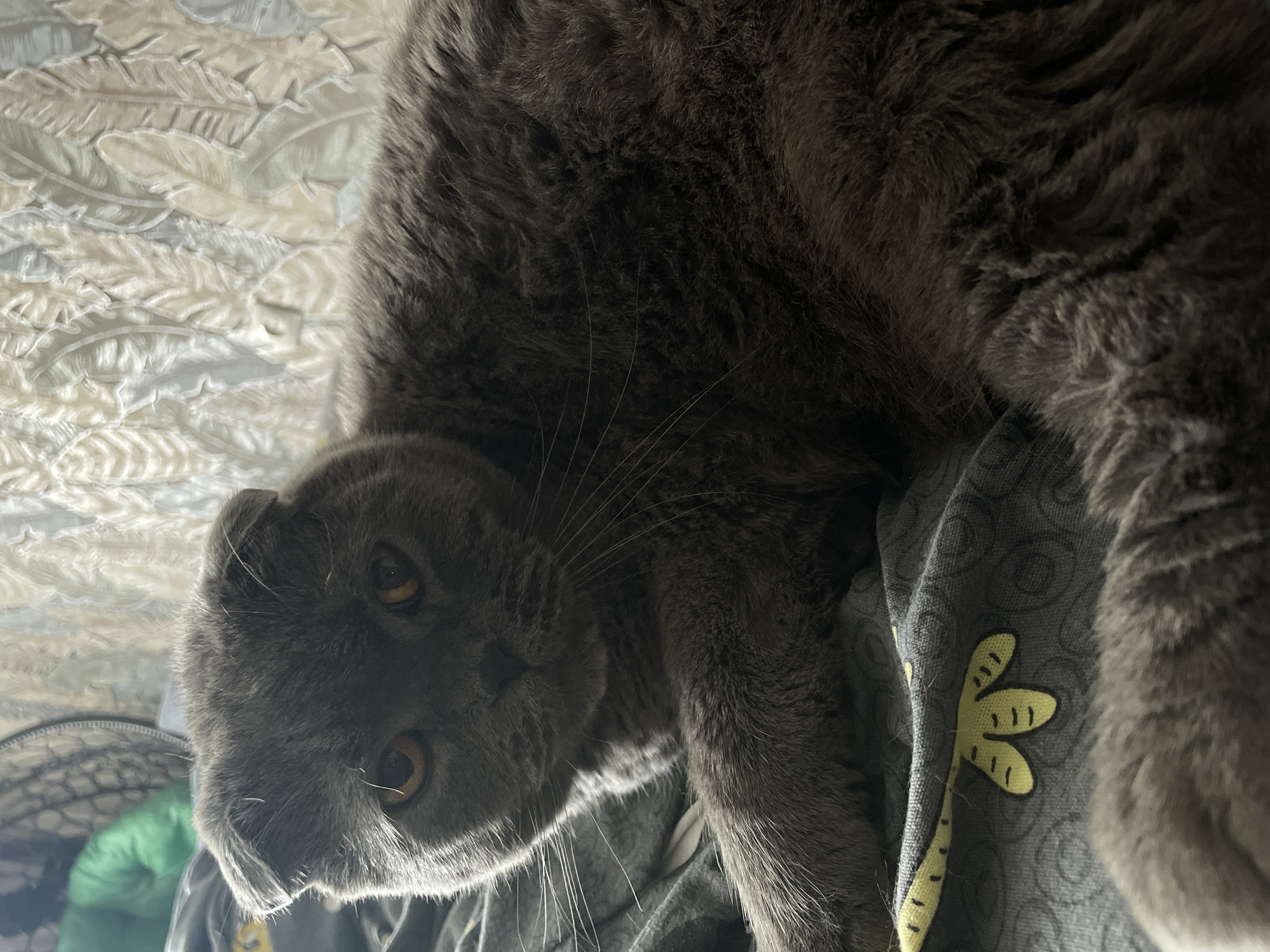 A gray Scottish Fold cat is lying on a bed with a dark gray sheet patterned with yellow palm fronds. The cat's ears are folded forward, and its eyes are a striking amber color. The background consists of a textured wallpaper with a repeating leaf pattern. A partially visible green object is in the upper left corner. The scene appears to be indoors, likely in a residential setting within the city of Kamyshlov, Russia.