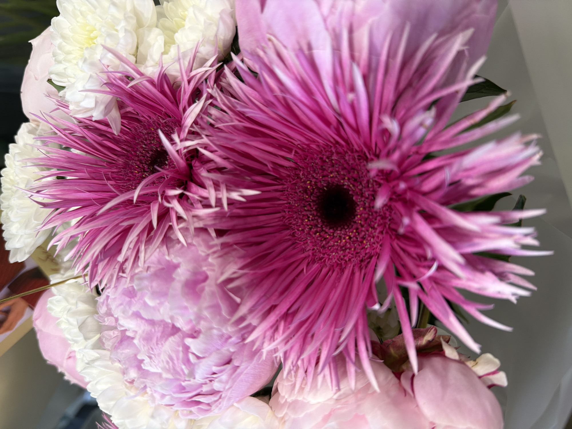 A close-up shot of a bouquet of flowers, primarily featuring vibrant pink Gerbera daisies and delicate pink peonies. Interspersed among them are white chrysanthemums. The flowers are densely packed, with the focus sharpest on the two large pink Gerbera daisies, highlighting their intricate petal structures and dark centers. The background is softly blurred, suggesting a shallow depth of field, and appears to be an indoor setting. A hint of a framed image is visible in the upper left corner, though its details are indistinct. The overall impression is one of a lush and colorful floral arrangement. The location is Unknown, Unknown.