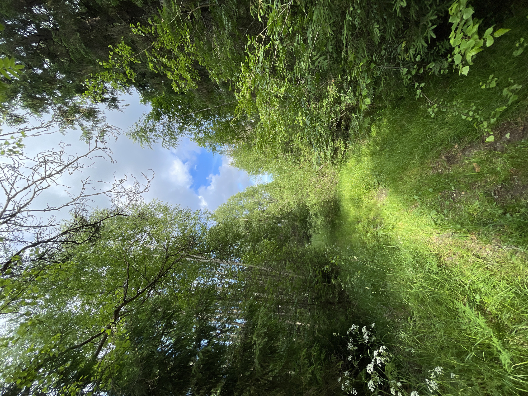 The image depicts a sun-dappled forest path in Korotikha, Russia. The path is unpaved and covered in lush green grass and some soil. It winds through a dense forest with a variety of trees, including tall, slender birch trees with white bark and darker evergreen trees. The canopy of leaves is thick, but breaks in places to reveal a bright blue sky with scattered white clouds. The foreground features more tall green grass and some white wildflowers. The overall impression is one of a serene and natural forest landscape.