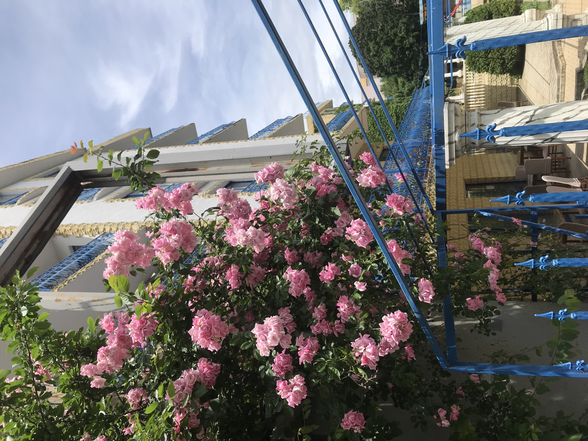 The image depicts a building with pink roses in the foreground, located in Varna, Bulgaria. The building, likely a hotel or residential complex, features white walls with yellow trim and balconies with blue railings. A lush bush of pink roses cascades down the left side of the frame, partially obscuring a blue metal fence. The sky is partly cloudy. In the background, trees are visible, and a swimming pool area with lounge chairs can be glimpsed. The scene appears to be a sunny day, suggesting a warm season.