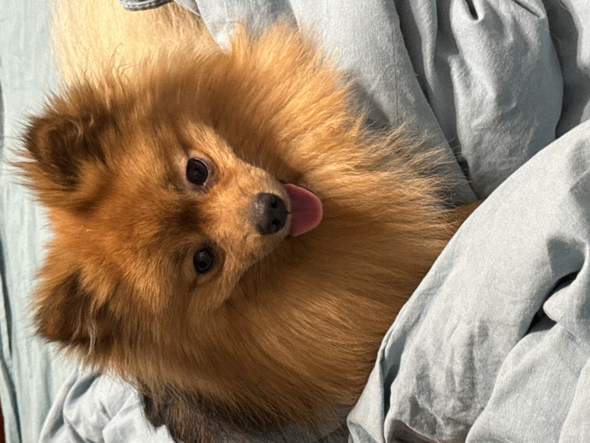 A tan-colored Pomeranian dog is lying on light blue or gray bedding. The dog is facing the camera with its head slightly tilted and tongue sticking out. Its eyes are dark. The dog appears relaxed and comfortable. The location in the city of Khimki, Russia is not discernible from this image.