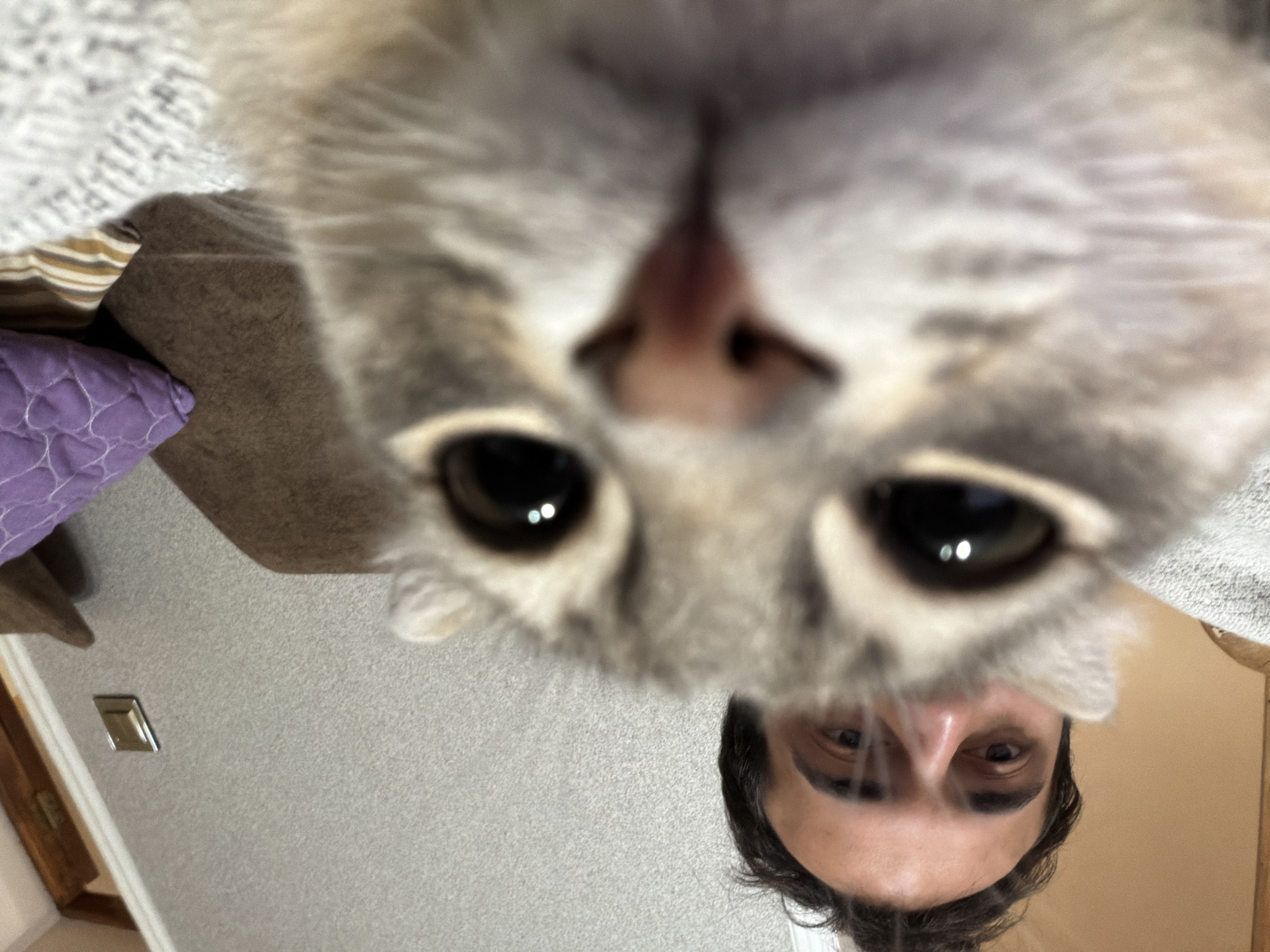 A close-up, inverted image features a person and a cat. The cat's face is prominently in focus with its eyes, nose, and fur clearly visible. Below the cat, the person's eyes, nose, and a portion of their hair are visible. The background is blurry but appears to include a wall with a light switch, a purple pillow, and a wooden doorframe. The location of the photo is unknown and is not possible to determine from the visual information provided.