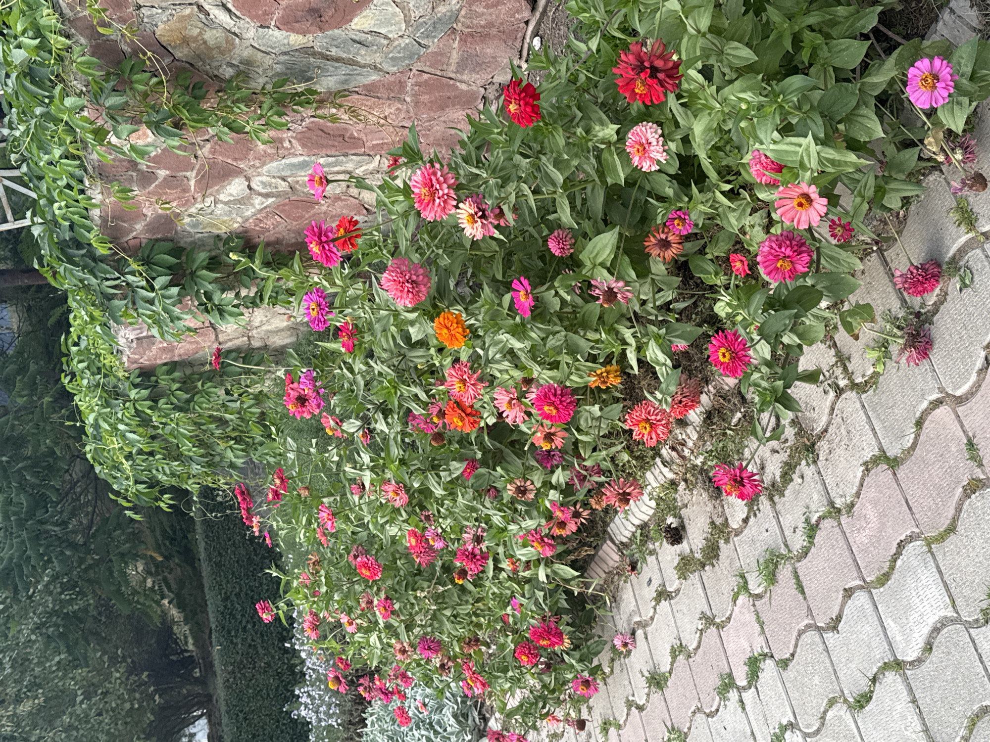 In Koy Tash, Kyrgyzstan, a vibrant border of multi-colored zinnias, ranging from bright pink and red to orange, flourishes along a cobblestone pathway. The flowers, in various stages of bloom, are densely packed, their green foliage forming a lush backdrop. Behind the flowers, a rough-hewn stone wall, partially covered by climbing ivy, stands as a rustic boundary. The pathway itself is composed of interlocking wave-patterned pavers in shades of grey and pink, with sparse patches of grass growing between them. In the background, a manicured hedge and the shadowy forms of trees suggest a park or garden setting. The scene is devoid of human presence.