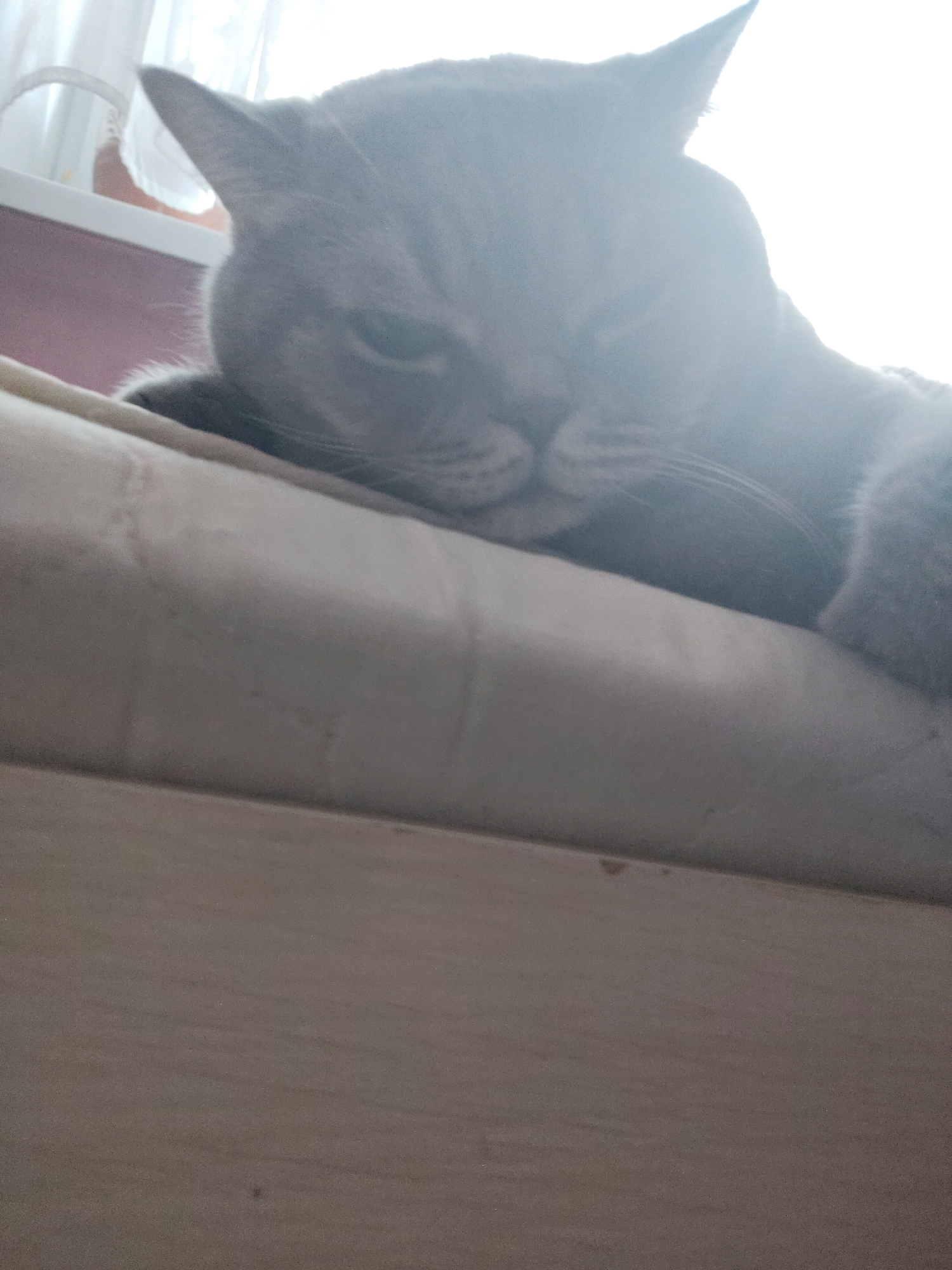 A grey cat is depicted in a close-up shot, resting its head on a light-colored upholstered surface, likely a sofa or bed. The cat's face is partially visible, showing its closed or half-closed eyes, suggesting it is either sleeping or very relaxed. Its ears are pointed upwards, and some whiskers are discernible despite the bright lighting.
The image is characterized by significant overexposure, particularly in the upper right and background, where intense white light emanates from what appears to be a window. This bright light creates a strong glare across much of the scene, especially obscuring parts of the cat's body and the background details. Behind the cat, a glimpse of a pinkish wall can be seen, along with a sheer white curtain or blind covering the window. The overall impression is one of a peaceful, quiet moment, likely during the daytime due to the strong natural light. No text is visible in the image.
