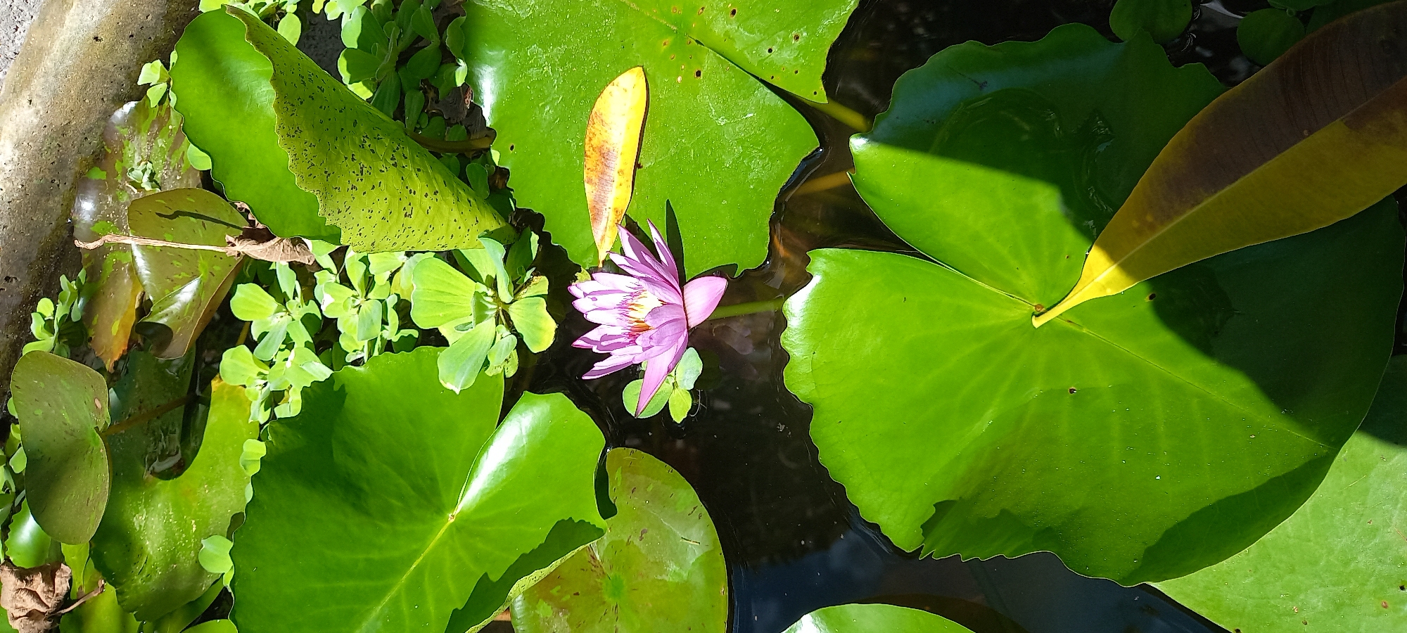 This top-down, close-up photograph captures a vibrant aquatic plant scene in Baan Chaloklum, Thailand, likely within a small pond or a large pot, indicated by a grey concrete edge on the left. The primary subject is a delicate pinkish-purple water lily flower, positioned slightly left of the center, floating on dark, still water. Its petals are fully open, revealing a brighter yellow center.
The water surface is largely covered by numerous large, round, green water lily pads of varying sizes and conditions. Some pads are a healthy, bright green, reflecting sunlight, while others show slight yellowing or brown spots. A notably large, elongated, yellow-brown fallen leaf rests on a lily pad near the top center. Smaller, brighter green aquatic plants with rounded leaves, possibly water lettuce, are densely clustered, especially on the left and surrounding the water lily.
Further details include a long, slender, dried twig or stem lying across some foliage and water on the left, and a curled, dark brown leaf near the bottom left. Strong, defined shadows are cast by some of the larger leaves onto the water and other foliage, indicating direct sunlight and suggesting it is daytime. The overall impression is one of natural tranquility and tropical beauty. There is no visible text or human activity.