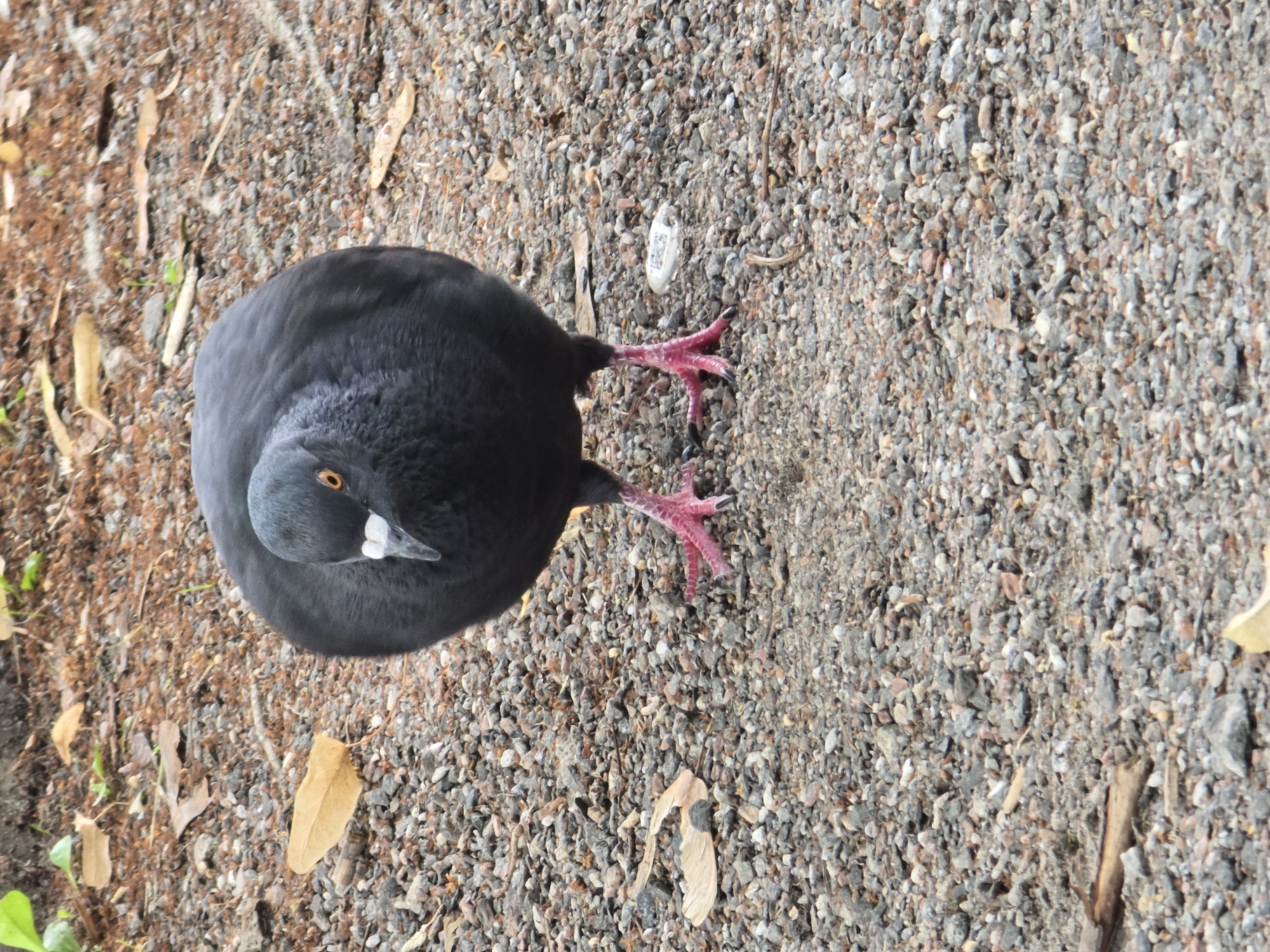 A dark grey pigeon with bright orange eyes and pink feet stands on a ground covered with small grey and brown pebbles. The pigeon is facing the camera, with its head slightly tilted. The background is slightly blurred, showing more of the pebbled ground and some dry leaves. There are no people or buildings visible in the image, and no specific landmarks or details that would indicate its location in Moscow, Russia. The scene appears to be an outdoor setting, possibly a park or a public area with gravel pathways.