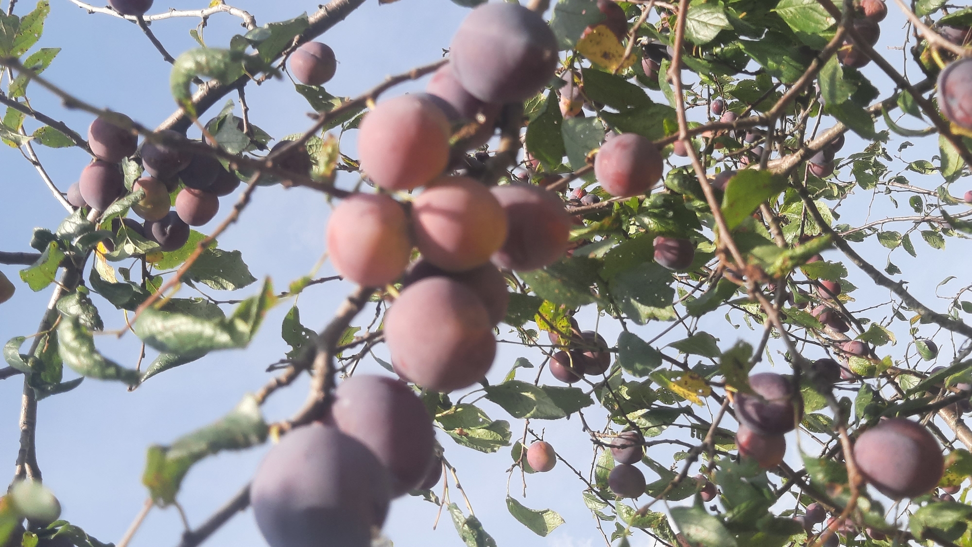 An extreme low-angle, eye-level medium shot captures a cluster of ripe plums on a tree branch against a bright blue sky. The plums are a deep purple, with some showing hints of red and yellow. They hang in various stages of ripeness, some clustered tightly, others more spread out. Green leaves are interspersed among the fruit, some slightly wilted. The branches are thin and brown, creating a dense, somewhat tangled network. The lighting suggests it is daytime, with the sun casting highlights on the fruit and leaves. This scene is located in Shklov, Belarus.