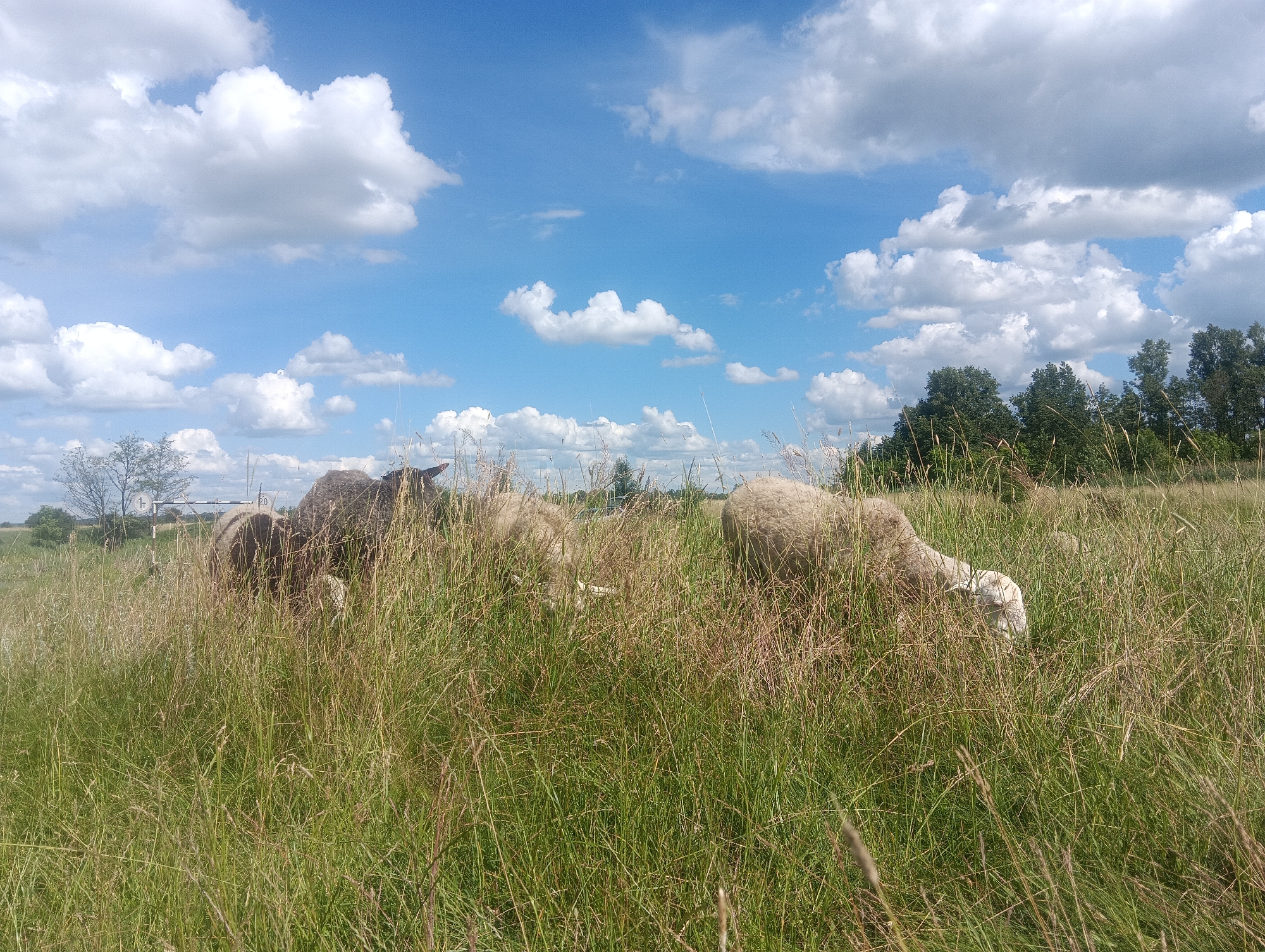 In a rural outdoor environment, a flock of sheep grazes in a field of tall green and brown grass under a bright blue sky dotted with fluffy white clouds. Several sheep are visible, partially obscured by the vegetation. One sheep in the foreground, on the right side of the image, is facing down and appears to be eating. In the background, more sheep are seen clustered together on the left. A line of trees can be seen in the far distance, with some smaller trees and structures visible to the left. There is a sign with the number "1t" and another with "20" visible in the background, suggesting some form of road or infrastructure nearby. The lighting suggests it is daytime, likely a sunny afternoon.