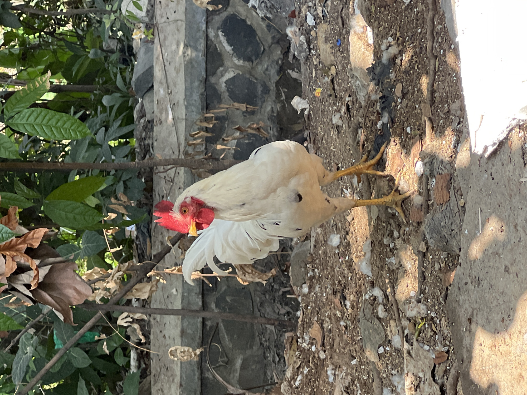 A white rooster with black speckles on its body stands on a dirt and debris-covered ground in Klapanunggal, Indonesia. The rooster has a red comb and wattles, a yellow beak, and yellow legs. It is facing towards the right side of the frame, with its head slightly turned towards the viewer. In the background, there is a stone wall and dense green foliage. The ground is littered with various small objects, including pebbles, leaves, and some plastic debris. Sunlight is casting shadows on the ground, indicating it is daytime.