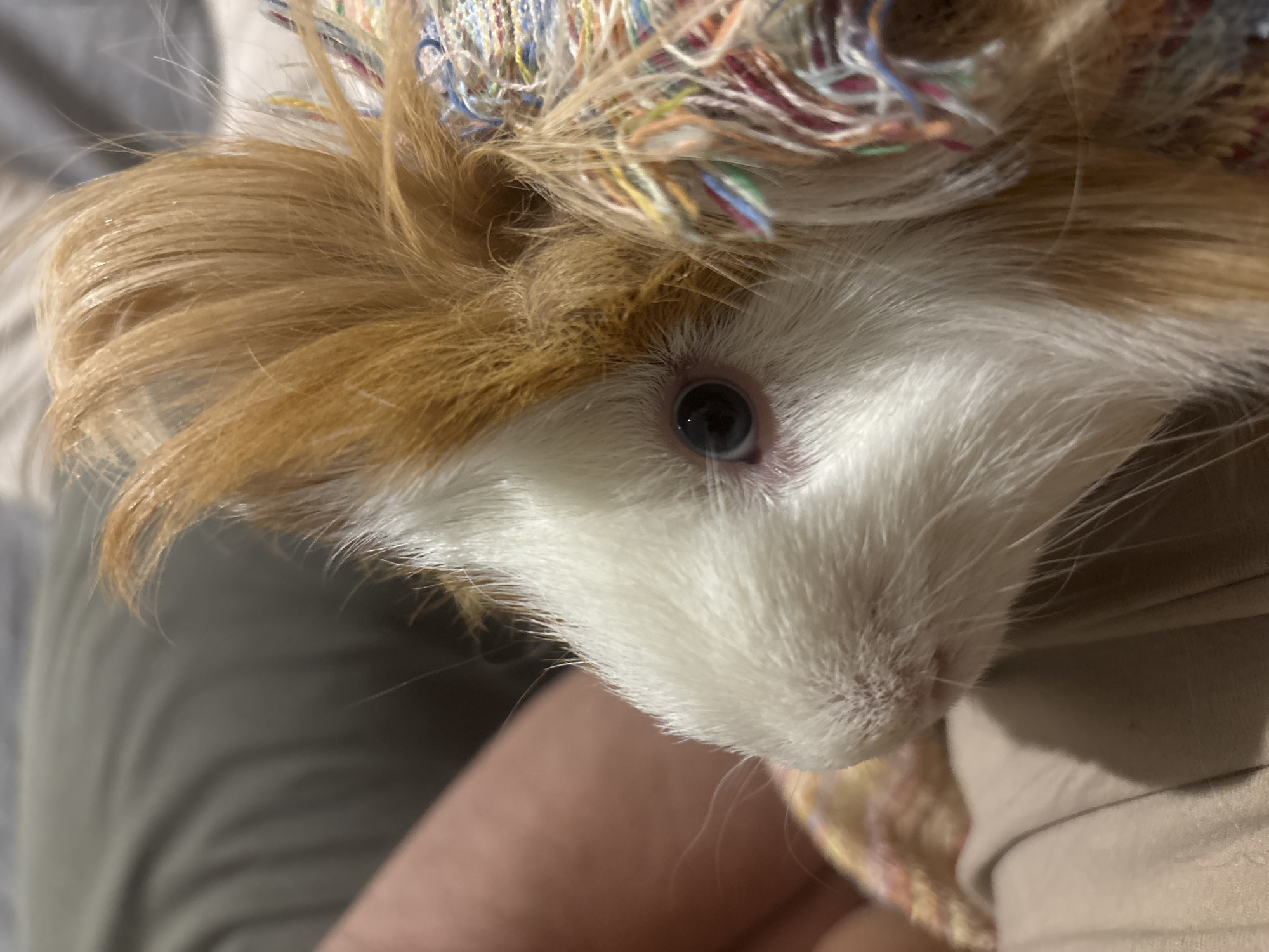 A close-up photograph features a guinea pig with white and ginger fur. The guinea pig's head is tilted, and its right eye is visible, appearing dark with a hint of blue. The animal is partially covered by a multi-colored knitted or woven fabric, which appears to rest on its head. The background is indistinct but suggests the presence of a person or soft furnishings. No location can be identified in the city of Puebla, Mexico, based on the provided information.