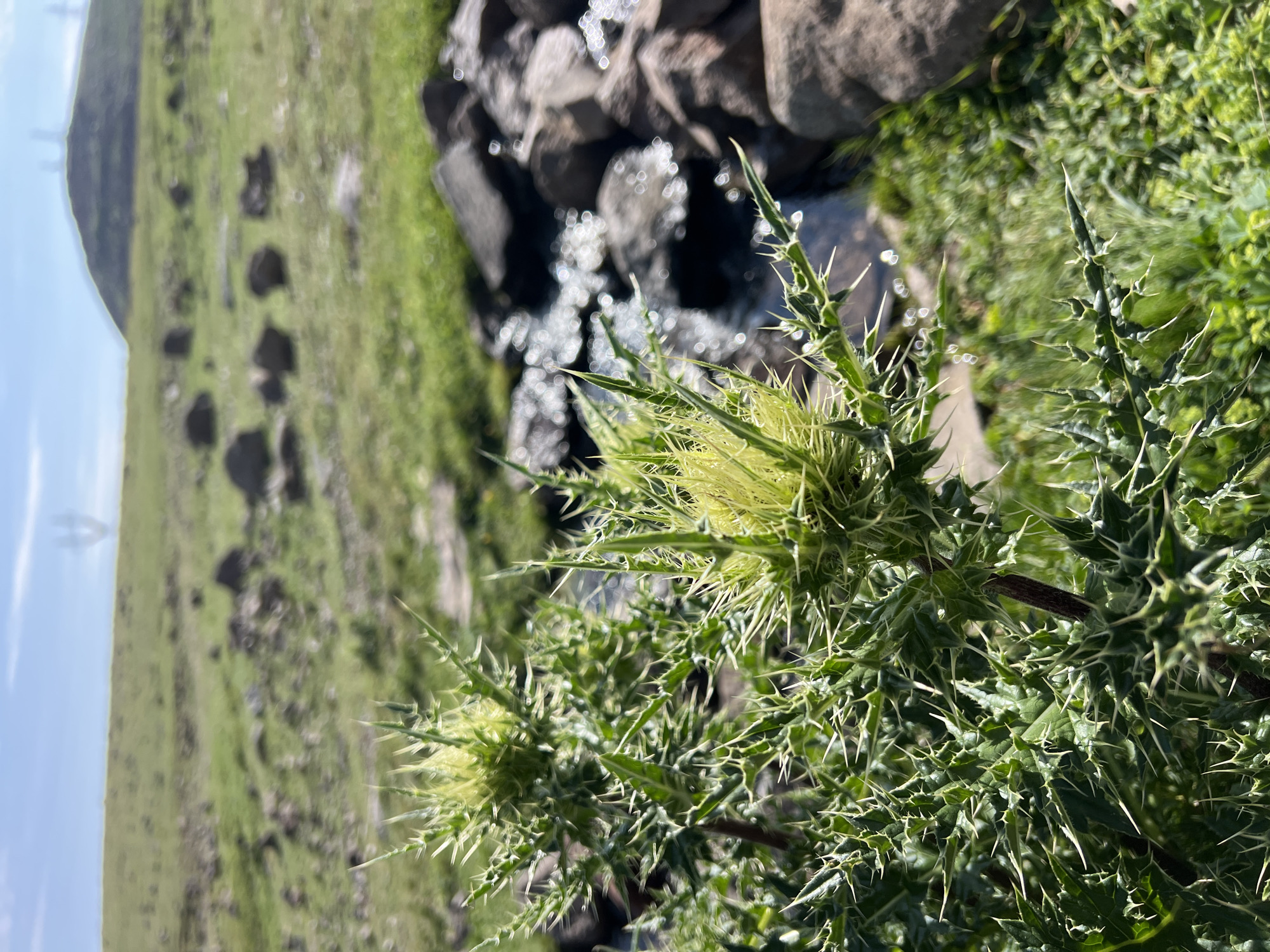 A close-up shot features the prickly green leaves and pale yellow flower heads of a thistle plant. In the background, a shallow stream flows over rocks, flanked by more greenery. Beyond the stream, a grassy hillside is dotted with scattered rocks and a distant, rounded hill under a bright, slightly hazy blue sky. The overall scene suggests a natural, outdoor environment, possibly in a rural or mountainous area. The image is taken from a low angle, emphasizing the foreground plant.