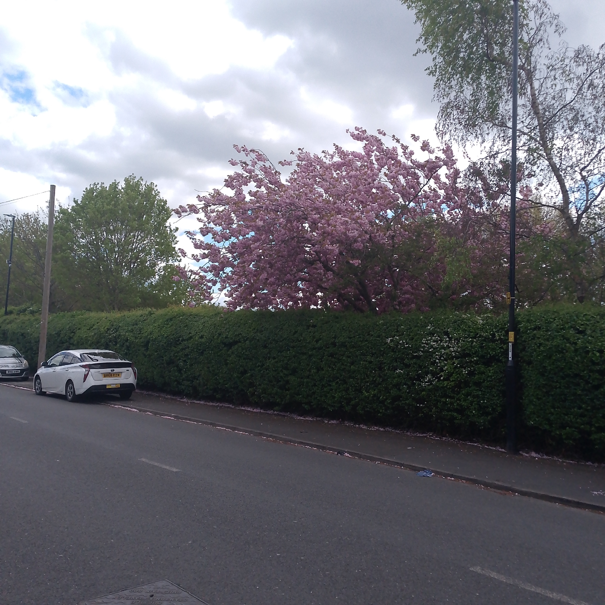 The image captures a street scene in Coventry, United Kingdom. A white car, license plate "BR68 EZM", is parked alongside a tall, well-maintained green hedge. Behind the hedge, a cherry blossom tree with pink flowers is in full bloom, interspersed with other trees exhibiting green foliage. A black lamppost stands along the hedge line. The street appears paved, with visible road markings. In the distance, a gray car is parked on the side of the road. The sky is overcast with a mix of gray and white clouds. The overall setting suggests a residential area in springtime.