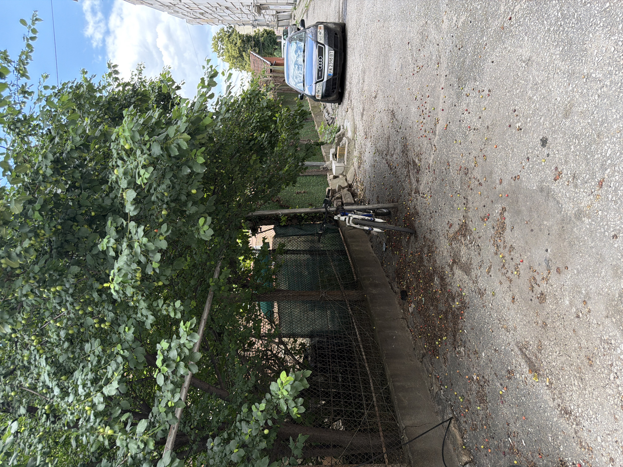 The image depicts a narrow, paved alleyway in the city of Pazardzhik, Bulgaria. The alley is bordered by a concrete wall on the left, behind which is a chain-link fence and dense foliage from a large tree. The tree, laden with small, green and yellow fruits, extends over the alley, casting shade. Fallen fruits are scattered across the asphalt. A bicycle with a blue and white frame is parked leaning against a pole on the left side of the alley. To the right, a dark-colored Audi A6 sedan is parked, with its license plate reading "PA 2398 BT". Further down the alley, buildings and trees are visible, under a sky with scattered white clouds. The overall scene suggests a residential area with a mature tree providing a significant presence in the urban environment.