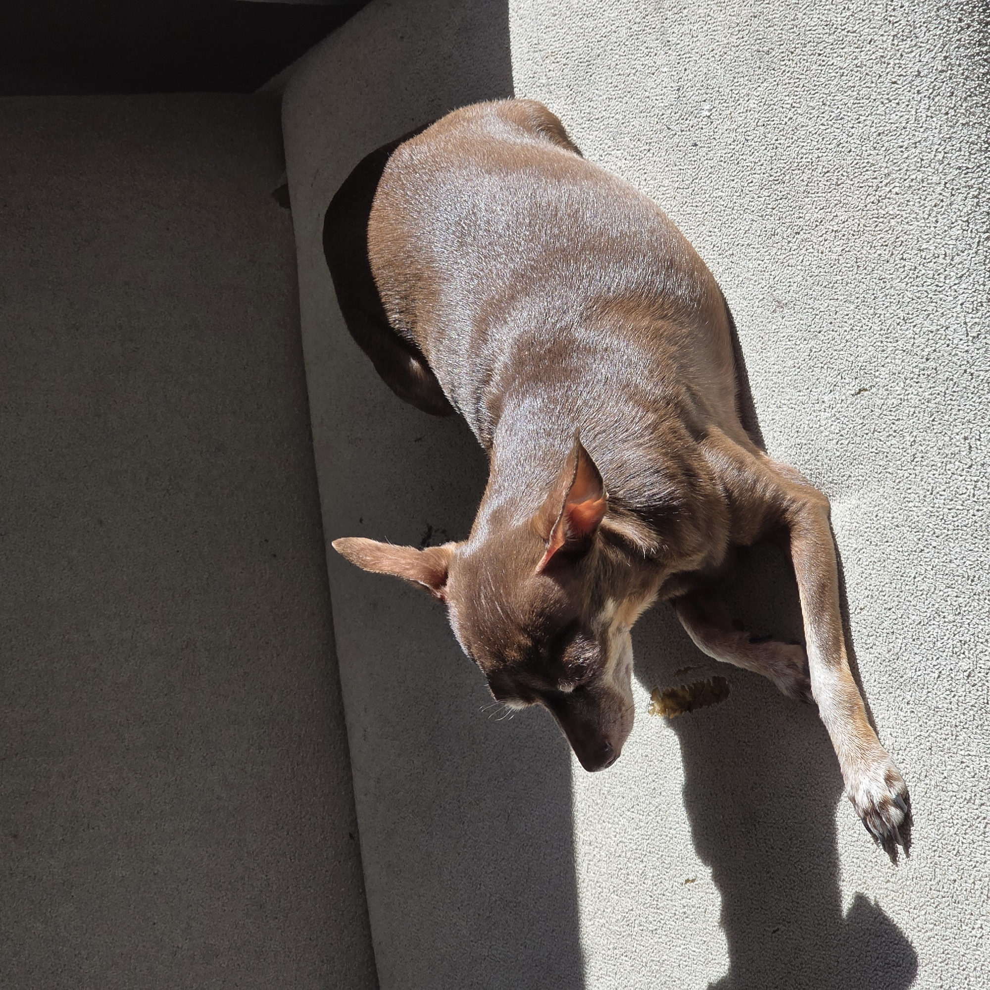 A brown dog lies on a textured surface, possibly concrete, with a vertical cylindrical element to the left. The dog is positioned at an angle, with its head toward the bottom and its body extending diagonally. The scene is illuminated by strong sunlight, casting distinct shadows. A small amount of organic material is visible near the dog's head. There is no indication that this image was taken in Saint Petersburg, Russia.