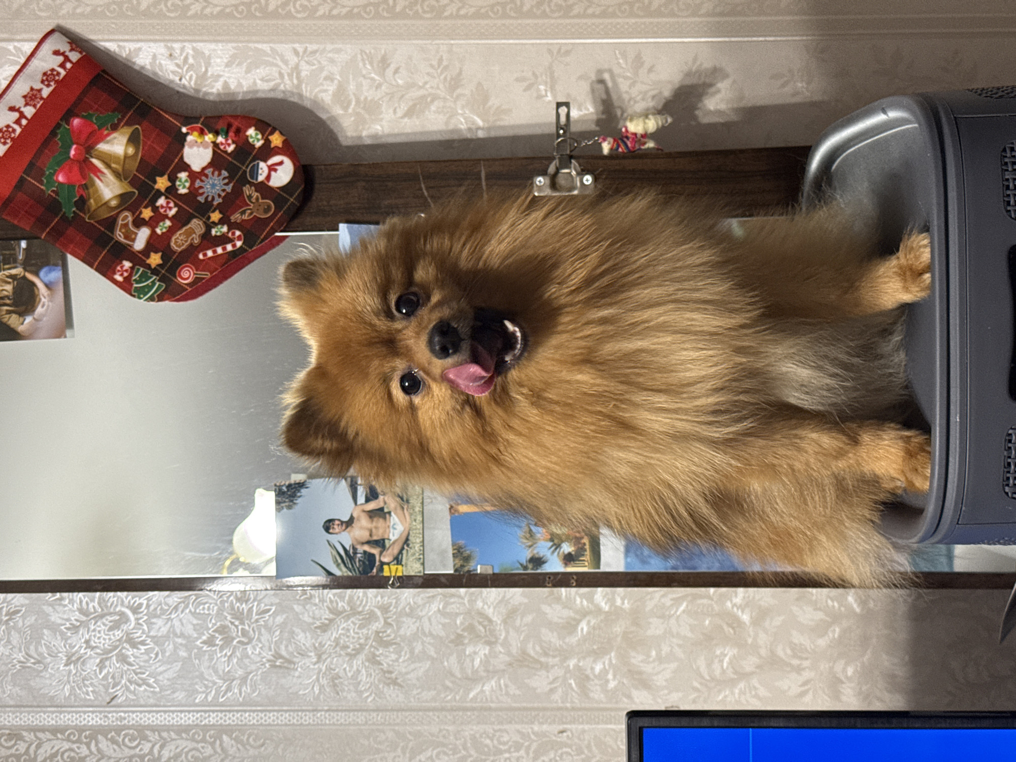 A medium shot features a light brown Pomeranian dog, seemingly sitting on a gray object. The dog is facing the viewer with its mouth open and tongue visible. Behind the dog, a mirror reflects a photograph of a shirtless man. A Christmas stocking hangs to the left of the dog. The environment includes patterned wallpaper. The location is Khimki, Russia.