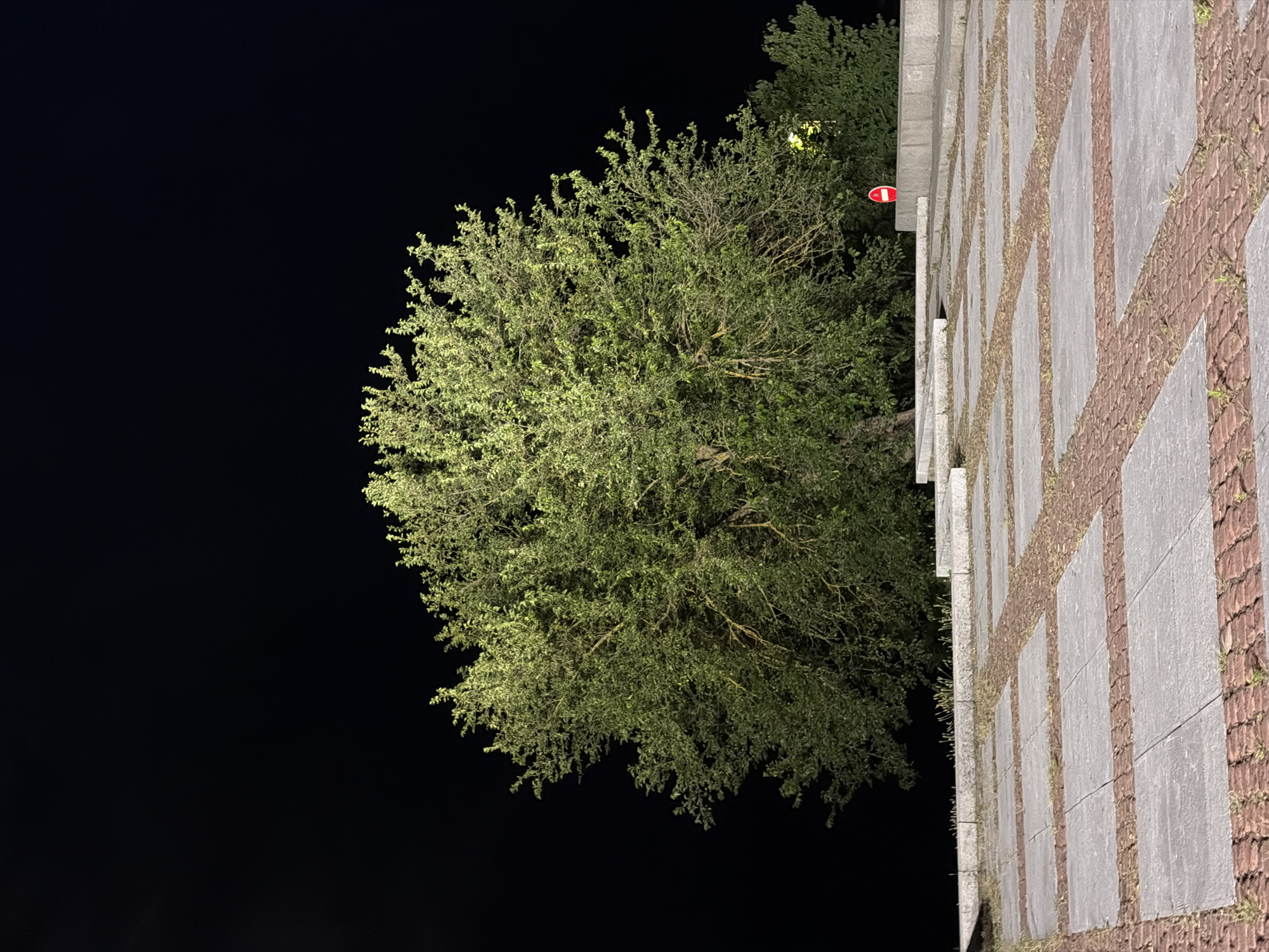 This image depicts a public plaza at night, illuminated by artificial lighting which casts a greenish hue on the foliage. A large, mature tree with dense green leaves dominates the center of the frame, its branches reaching outwards against a black sky. The ground is paved with large, square concrete slabs, interspersed with smaller, reddish-brown bricks arranged in a geometric pattern. Some areas of the paving show signs of wear and grass growing between the stones. In the background, a concrete wall or raised platform is visible, along with more trees and vegetation. A red and white circular traffic sign, possibly indicating "no entry" or "no stopping," is affixed to the right side of the platform. The scene suggests a quiet, possibly urban or park-like setting, devoid of human activity. The presence of the paving and the traffic sign hints at a maintained public space, potentially a square or a pedestrian area.
The location is identified as a plaza in the city of Lovech, Bulgaria.