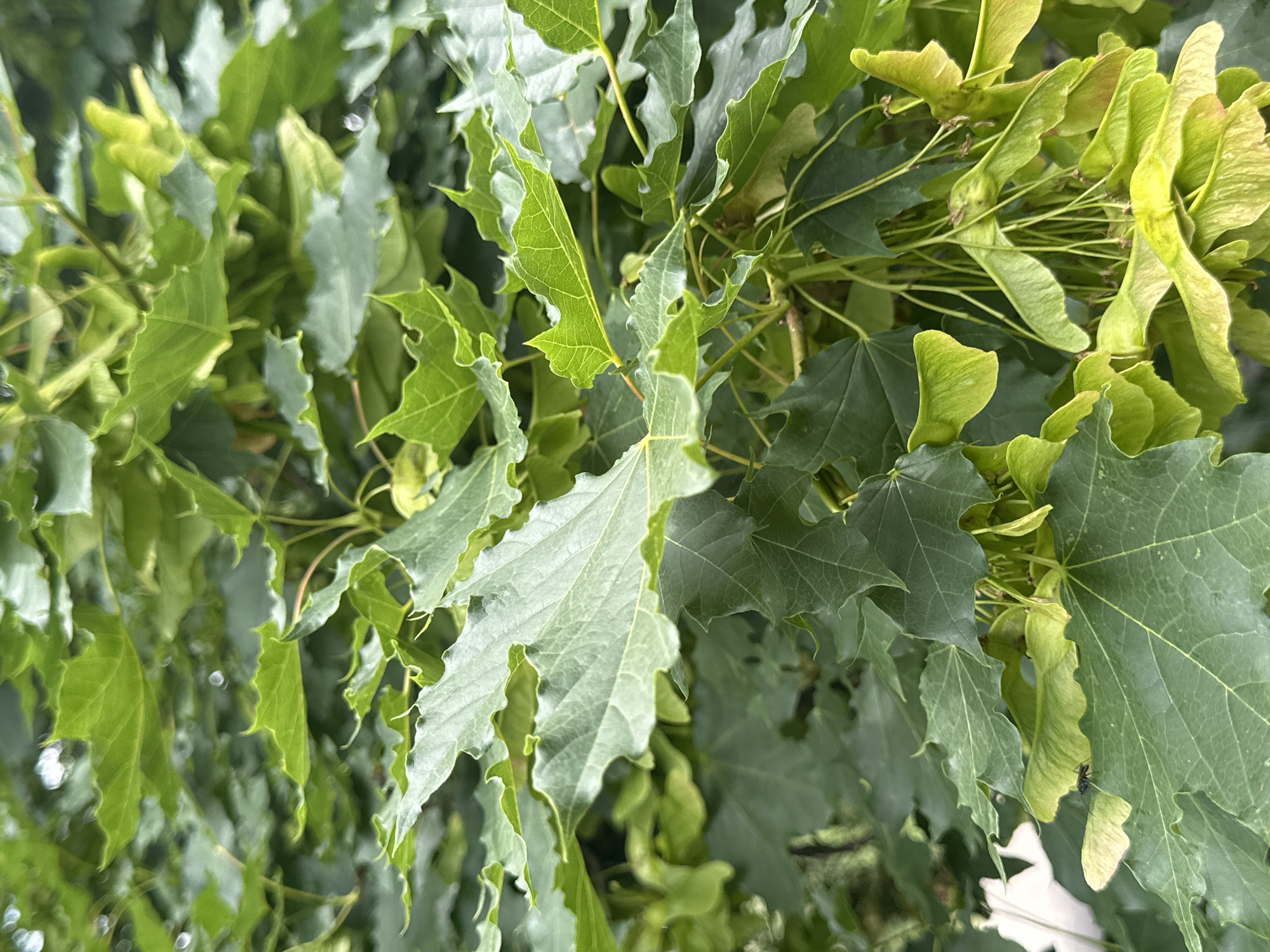 An extreme close-up shot captures a cluster of vibrant green maple leaves and helicopter seeds on a tree in an outdoor urban setting. The leaves are broad, with serrated edges, and some exhibit a lighter green hue, suggesting new growth or varying light exposure. The helicopter seeds, with their winged structures, hang in bunches, appearing pale green and yellow. The background is filled with more dense foliage, creating a rich tapestry of green. The image has a shallow depth of field, with the foreground leaves and seeds in sharp focus and the background blurring into a soft wash of color. The overall impression is one of natural abundance within a city park or garden, possibly in Sofia, Bulgaria, a city known for its green spaces. No people are visible in the frame.
