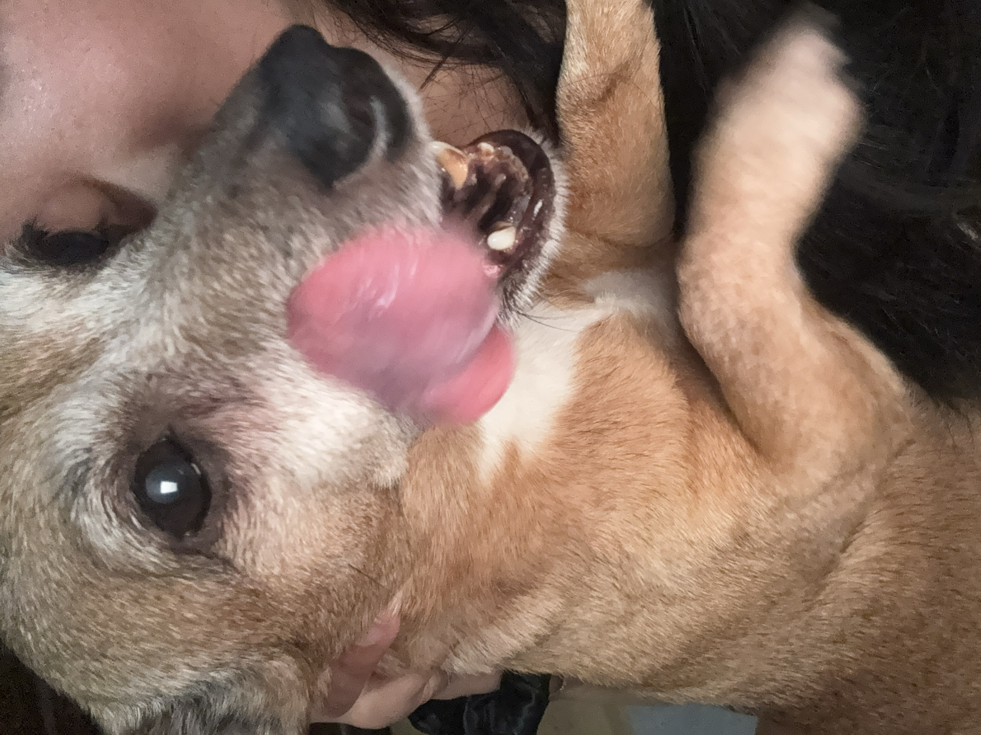 A close-up, eye-level, indoor shot shows a tan and white dog with its pink tongue out, licking its nose. The dog is being held by a person whose skin and dark hair are visible on the right side of the frame. The background is dark. The image is not located in Burgas, Bulgaria.