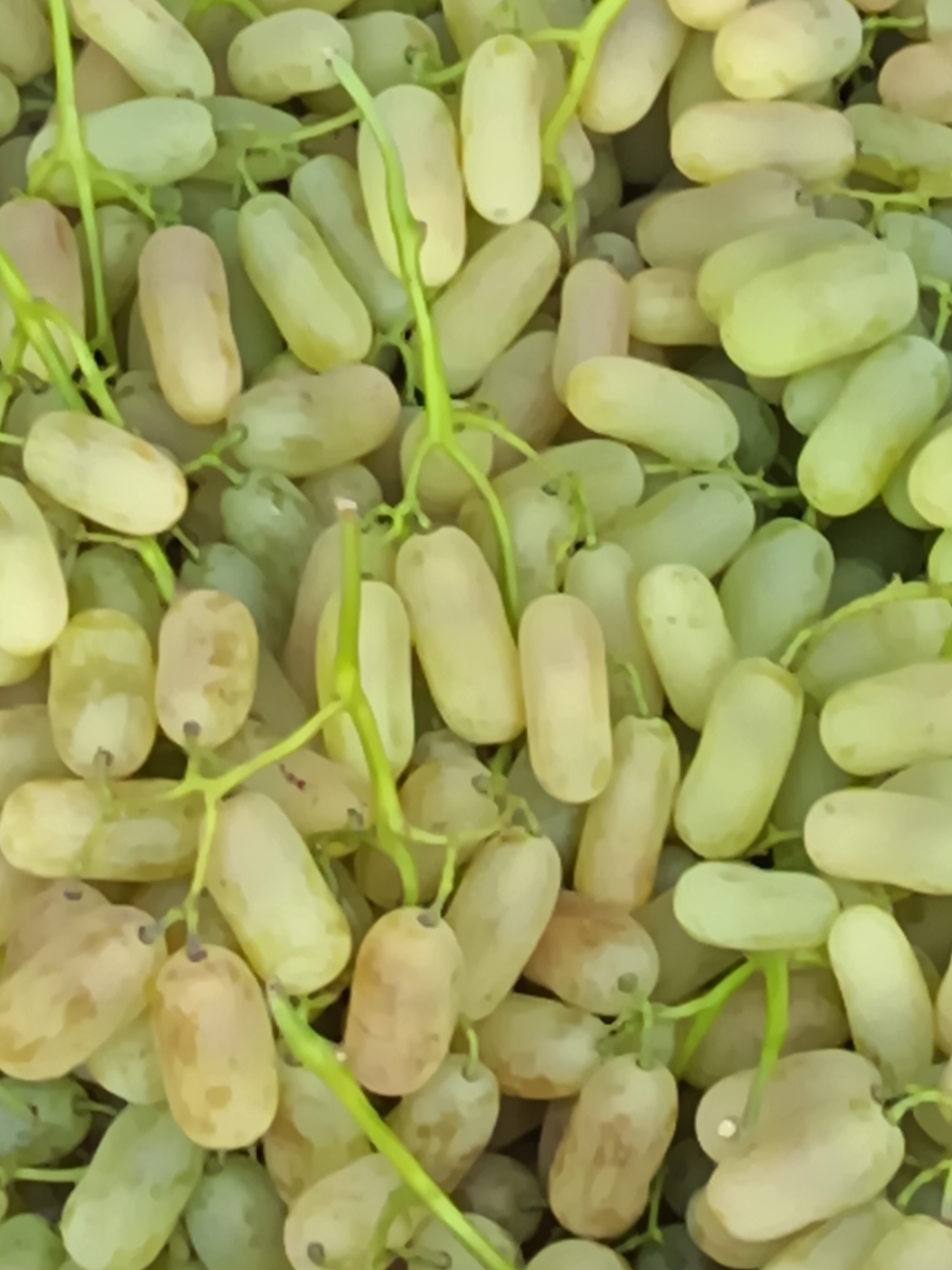 A close-up, overhead shot displays a dense cluster of pale green grapes. The grapes are oval-shaped and appear to be seedless, with smooth, slightly waxy skins. They are arranged in tight bunches, connected by thin, green stems and tendrils. The lighting is soft and diffused, highlighting the subtle variations in color from pale yellow to light green, with some grapes showing a blush of pink. The background is entirely filled with the grapes, creating a textured and uniform pattern. The image is a detailed still life of fresh fruit, suggesting a marketplace or agricultural setting in Shahrixon, Uzbekistan, a region known for its fruit cultivation.