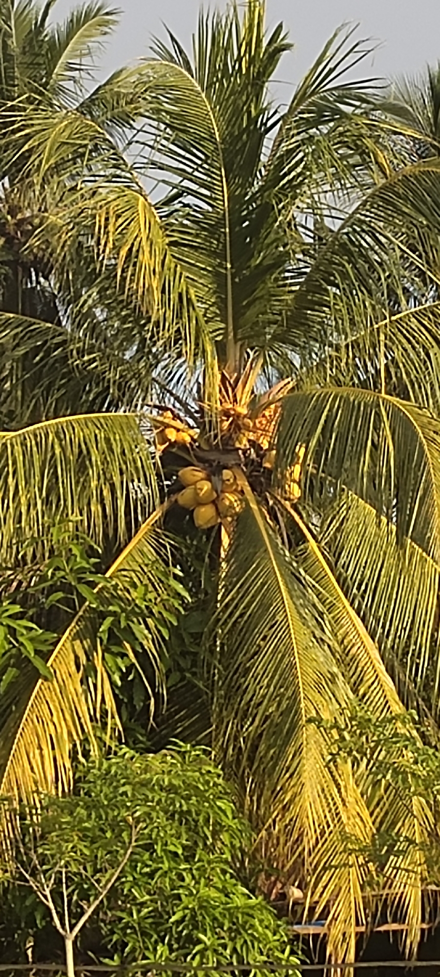 The image depicts a coconut tree laden with yellow coconuts. The tree is located in a lush, green environment, likely in the city of Meunasahalue, Indonesia. The tree's fronds are long and swaying, and the coconuts are clustered near the top of the trunk. Other trees and vegetation are visible in the background.