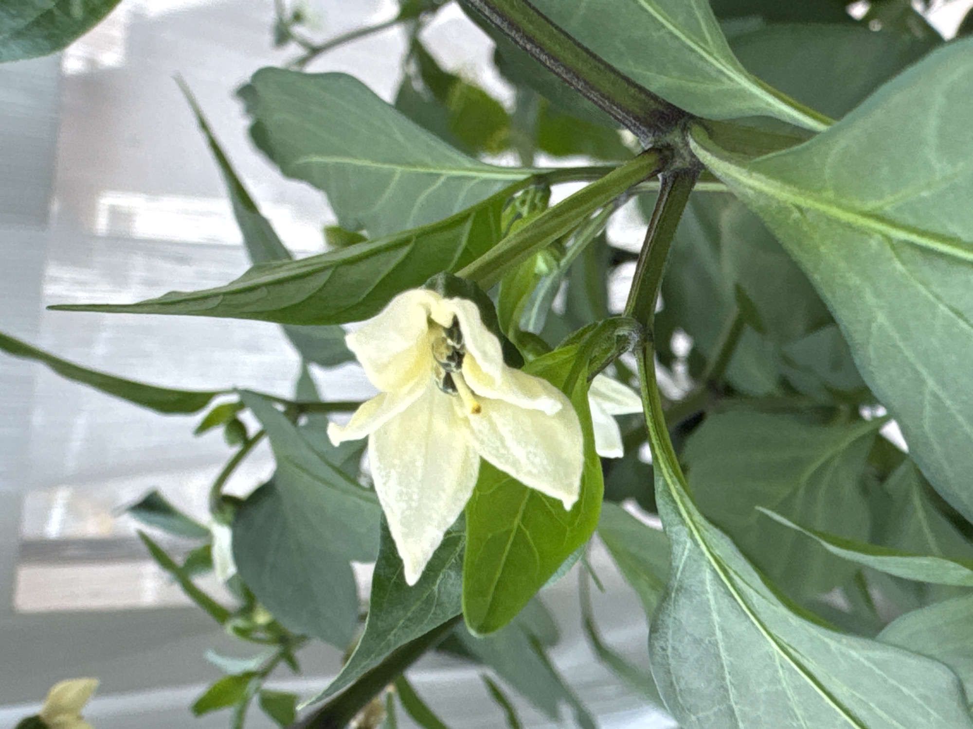 This media file shows a close-up of a white flower on a plant with green leaves. The flower has five petals and a dark center, with what appears to be a small insect within it. The plant is in focus, with the background blurred and out of focus. The background consists of a light-colored surface with some blurry rectangular shapes, suggesting an indoor setting or a view through a window. The lighting appears to be natural, possibly from a window, creating soft shadows. There is no visible text in the image. Given the location context of Saint Petersburg, Russia, this image could depict a plant growing indoors, perhaps in a home or greenhouse, as the outdoor environment in Saint Petersburg can be challenging for many plants depending on the season. The image captures a moment of natural beauty, focusing on the delicate details of the flower and its surrounding foliage.