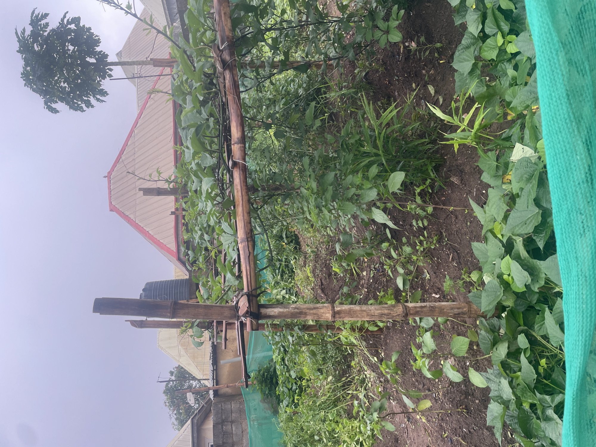 A small, overgrown garden is depicted in Kurunduma, Nigeria. The garden is filled with various green plants, some of which are climbing a bamboo trellis. The trellis is supported by two vertical bamboo poles, one of which has a water tank attached to it. In the background, several buildings with corrugated metal roofs are visible. The sky is overcast. The garden appears to be a domestic setting, possibly a backyard or a small plot of land. The overall impression is one of rustic simplicity and a connection to nature.