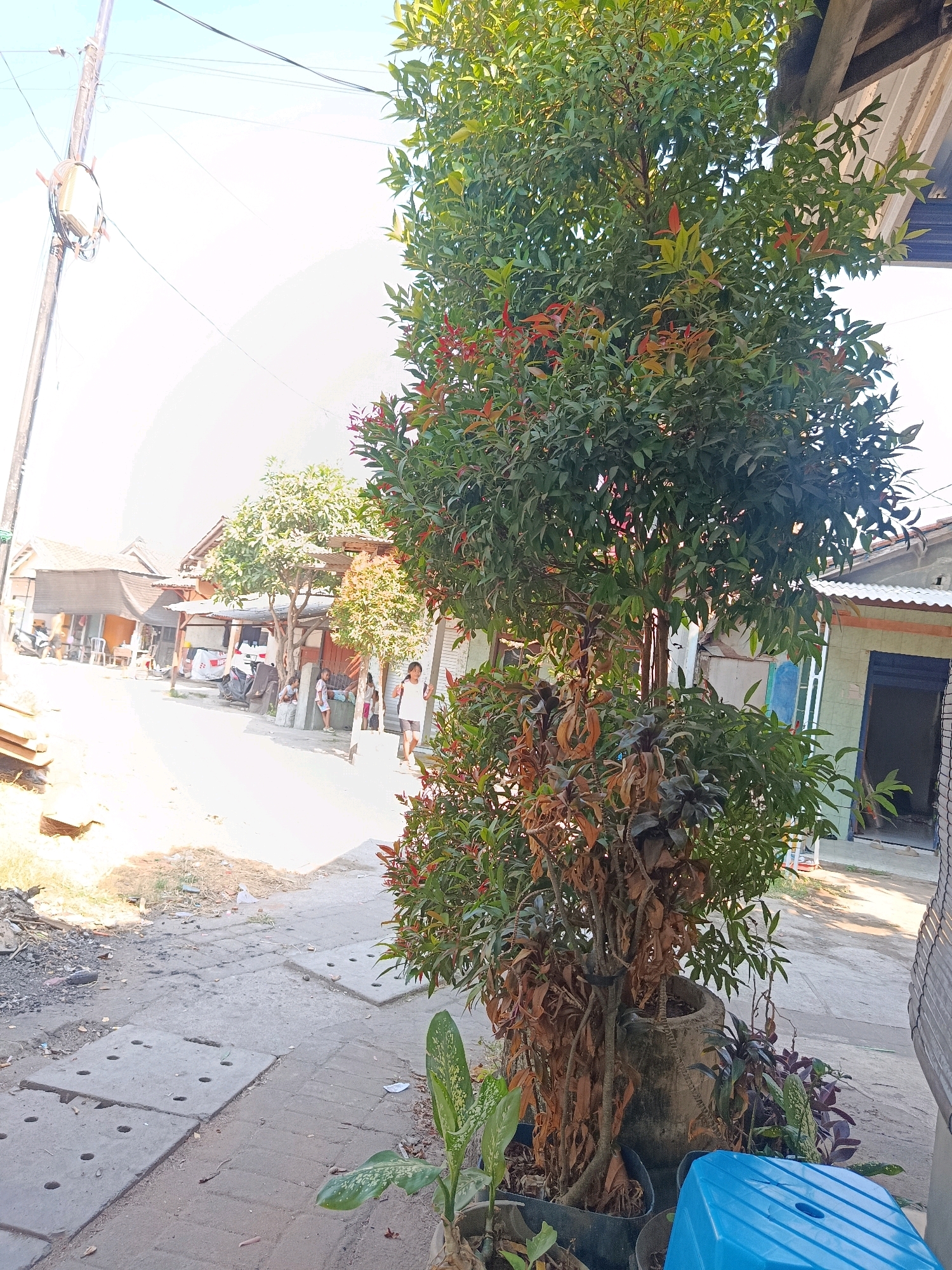 This is a medium shot, eye-level, outdoor photograph taken on a sunny day. In the foreground, a large potted tree dominates the right side of the frame, its leaves a vibrant mix of green and reddish-orange. To the left of the tree, a blue plastic stool is partially visible, and several other potted plants, some with wilting brown leaves, are arranged around the base of the large tree. The ground in the immediate foreground consists of a concrete pathway with square drainage covers.
The midground reveals a dusty, unpaved street lined with modest, single-story buildings. Several individuals are present: a young girl in a white t-shirt and shorts walks towards the right, a young boy in a white shirt and shorts is standing near a covered structure, and other figures are visible further down the street, some appearing to be seated. A parked white car and several motorcycles are also present.
In the background, more buildings with corrugated metal roofs are visible. A utility pole with electrical wires extends upwards on the left side of the frame, with a small electrical box attached. The sky is bright and clear, indicating a cloudless day. The overall scene depicts a residential street in a warm climate, likely in a village or suburban area. The location is identified as Jobokuto, Indonesia.