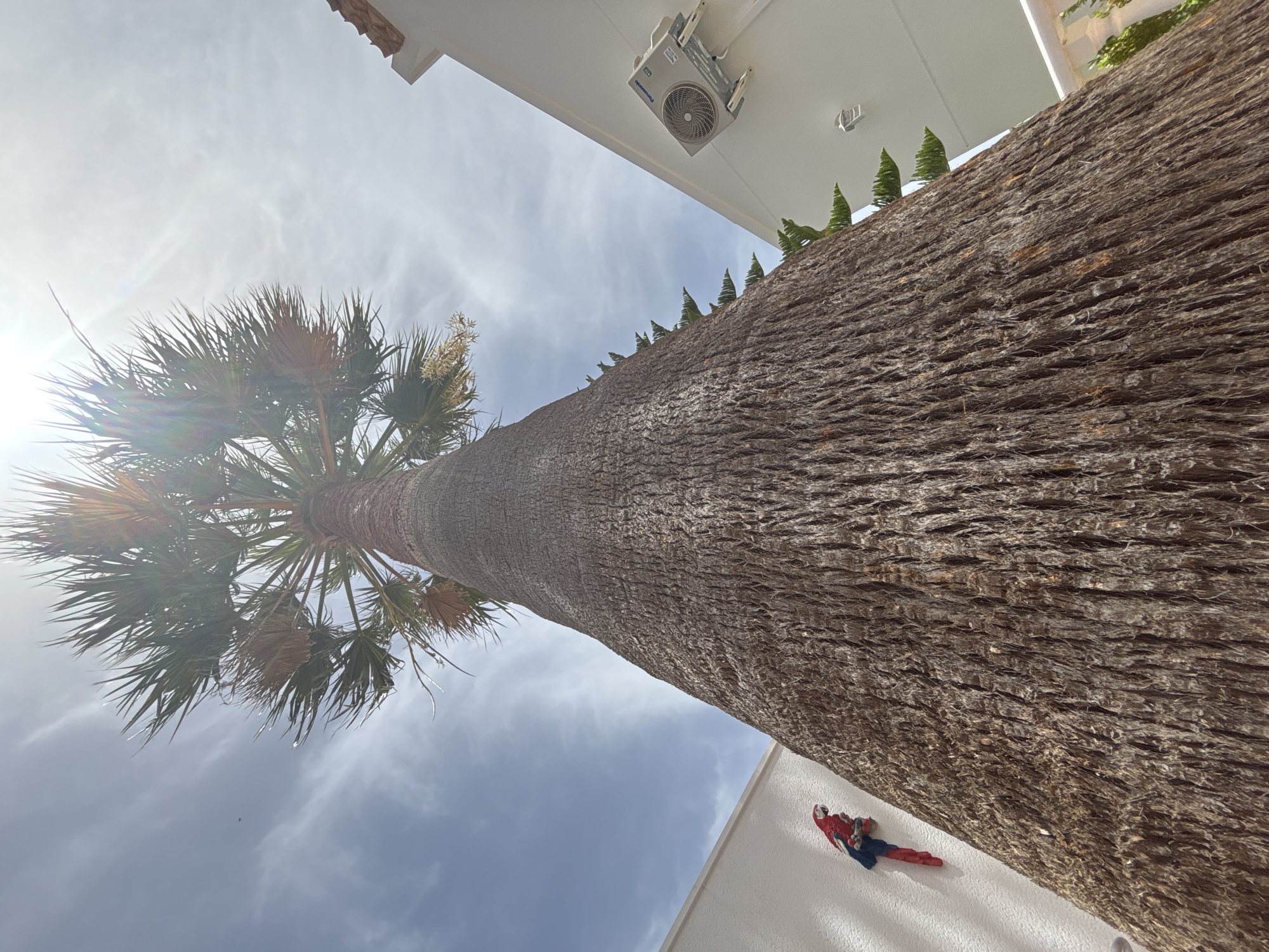 The image is a low-angle shot of a tall palm tree in Orihuela, Spain. The sun is bright, casting lens flares across the sky and partially obscuring the top of the palm tree. To the left, a white building wall is visible with a decorative red and blue parrot figurine attached. To the right, another white building facade is present, featuring an outdoor air conditioning unit mounted on the wall. The palm tree trunk is thick and covered in a rough, textured bark. The sky is blue with scattered white clouds, and a small bird is visible in the upper left quadrant.