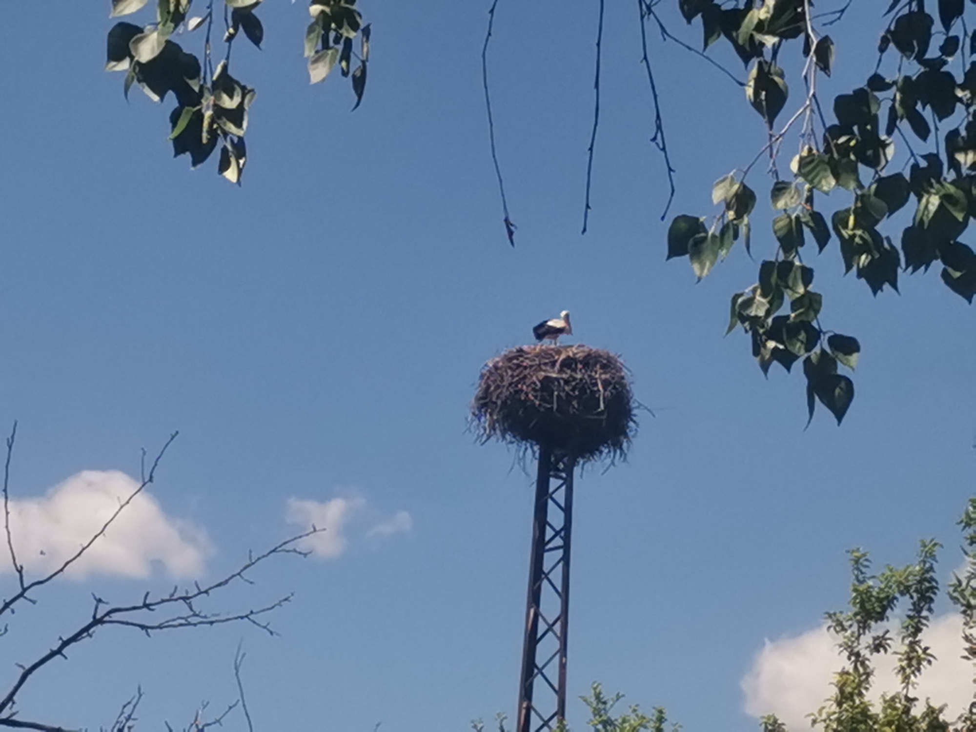 A stork stands in its nest atop a metal tower in Zhivkovo, Bulgaria. The sky is blue with scattered clouds. Leaves from nearby trees partially frame the scene.