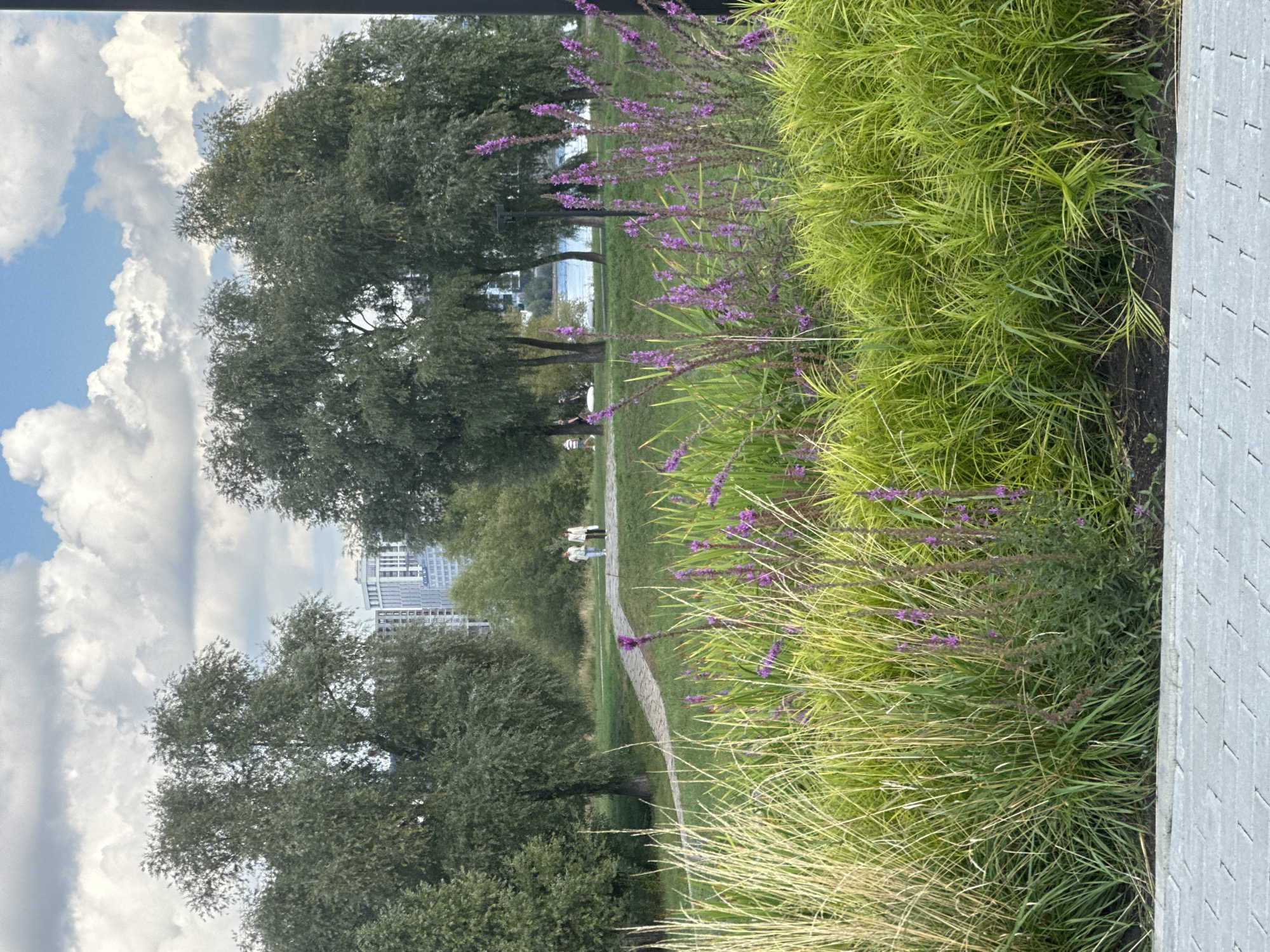 A paved walkway runs along the bottom of the frame. Beyond the walkway, a dense bed of tall green grasses and flowering purple plants occupies the foreground. In the middle ground, a winding stone path meanders through a grassy park. Two people are walking away from the viewer on the path. Behind them, several large trees with full green canopies are situated. Further in the background, a body of water is visible, with buildings on the far bank under a cloudy sky. The scene appears to be located in a park setting with urban elements visible in the distance. This image was taken in Novosibirsk, Russia, near the Ob River.