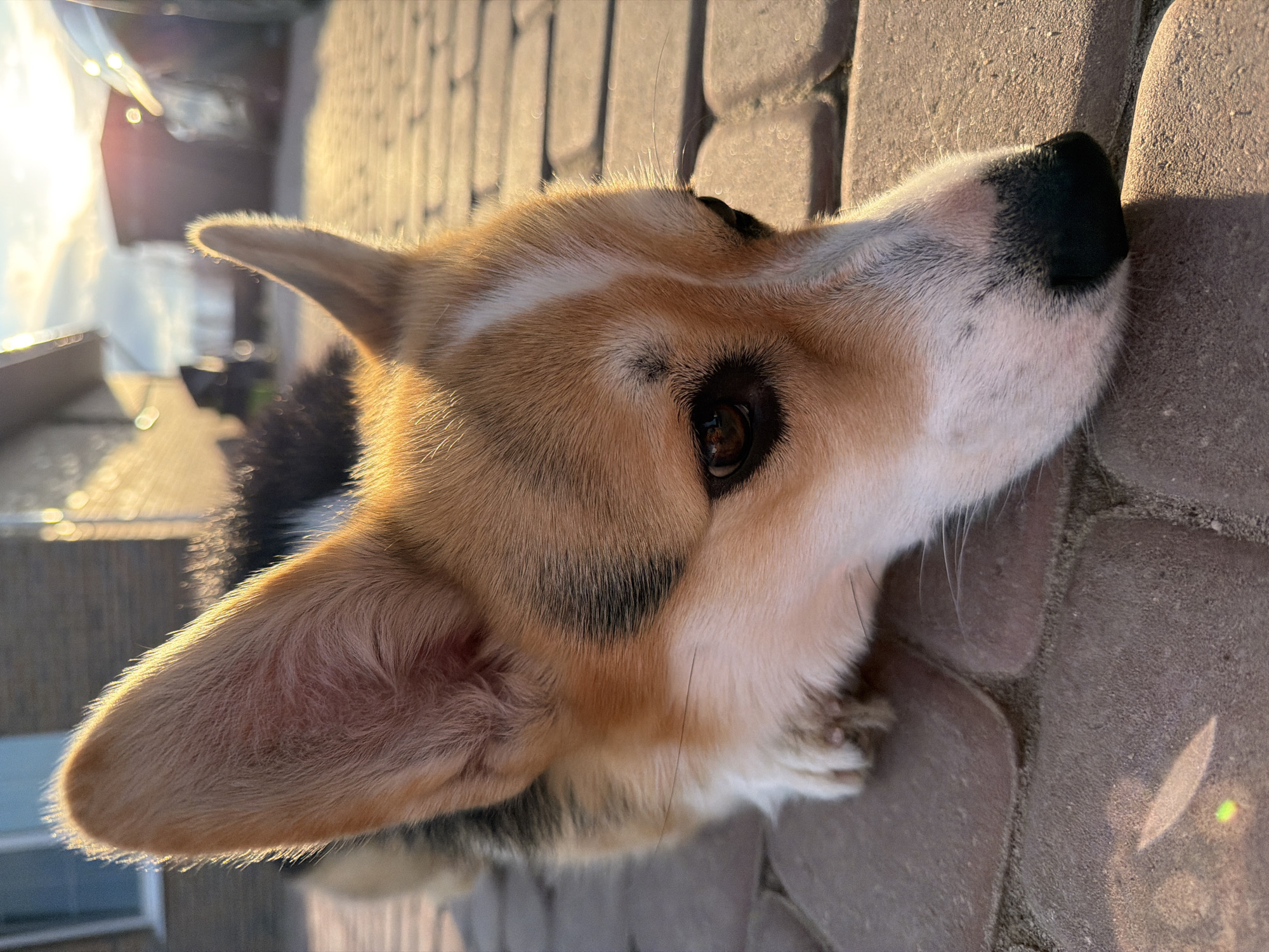 A close-up photograph depicts a corgi dog lying on a brick surface. The dog is positioned at an angle, with its head and upper body visible. The dog has a mix of brown, white, and black fur. The background consists of a brick surface that appears to be part of a walkway or patio. In the distance, there is the impression of buildings and foliage. The sunlight is hitting the objects at a low angle. Based on the architectural style observed, the location is possibly Ryazan, Russia.