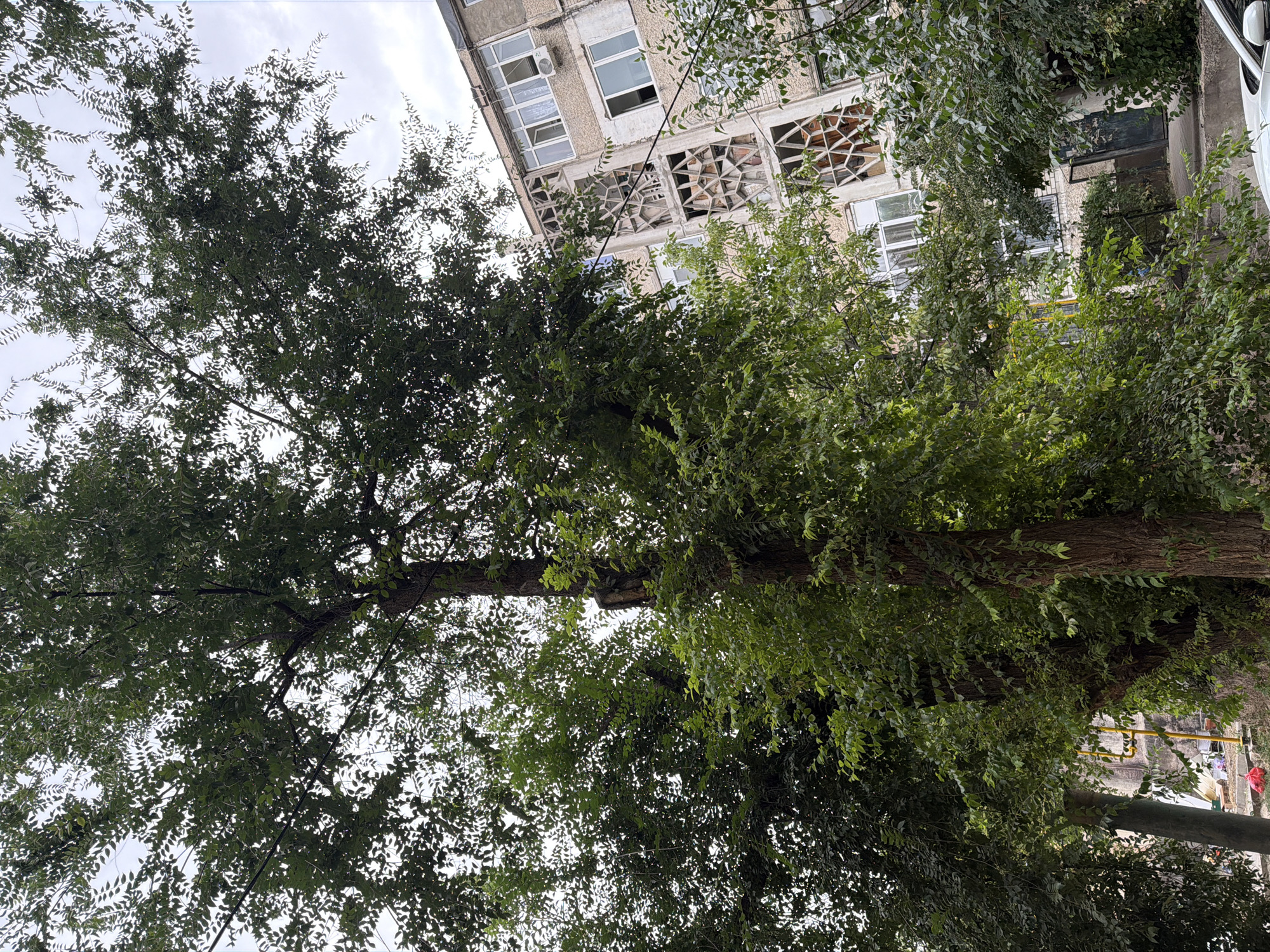 The image depicts an outdoor scene in the city of Shymkent, Kazakhstan, focusing on a large tree in the foreground partially obscuring a multi-story apartment building in the background. The tree is leafy and green, with its branches reaching upwards and towards the right side of the frame. The apartment building is constructed of concrete and appears to be older, featuring a distinctive facade with geometric window designs and several windows with visible panes and air conditioning units. The sky above is overcast. In the lower part of the image, a section of a white car is visible. A yellow utility pole with wires is also present near the base of the tree. The environment suggests an urban setting with residential buildings and mature trees. There are no people or animals visible in the image.