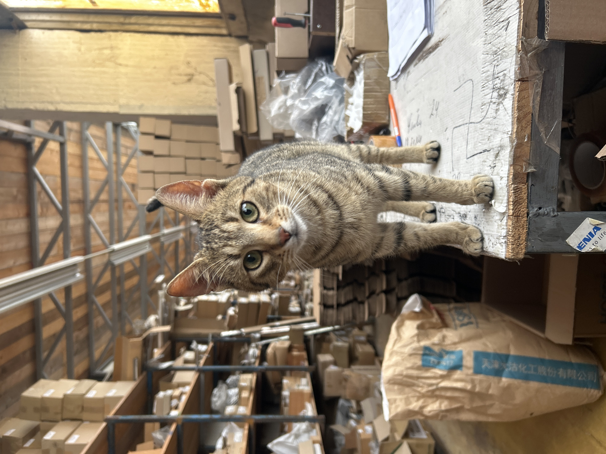 A medium shot shows a tabby cat lying on top of a stack of cardboard boxes inside a warehouse. The boxes are stacked high on shelves, with more boxes and a large bag of what appears to be dry goods underneath the cat. The warehouse is in Unknown, Unknown.