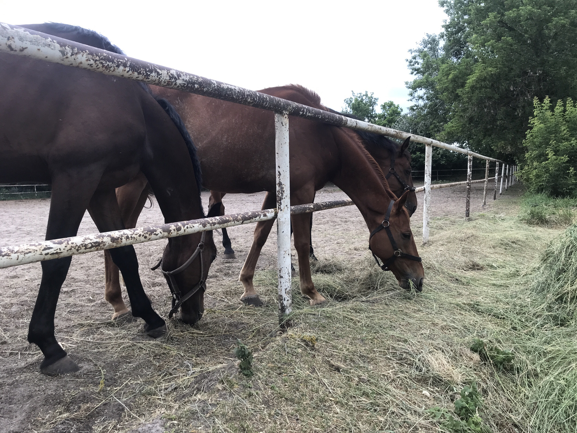 The image shows two horses in an outdoor enclosure. The subjects are two bay horses, one darker than the other, wearing halters. The enclosure is fenced with a white metal railing that is rusty in places. The ground is a mixture of dirt and dry hay, with a large pile of fresh hay visible in the foreground. Trees and greenery are visible in the background, suggesting a rural or semi-rural setting.
The horses appear to be grazing on the hay. The lighting suggests it is daytime, possibly overcast or late afternoon given the soft light. The scene is peaceful, with the horses focused on eating. There are no people visible in the image. No visible text is present. The location context provided is Kharkiv, Ukraine.