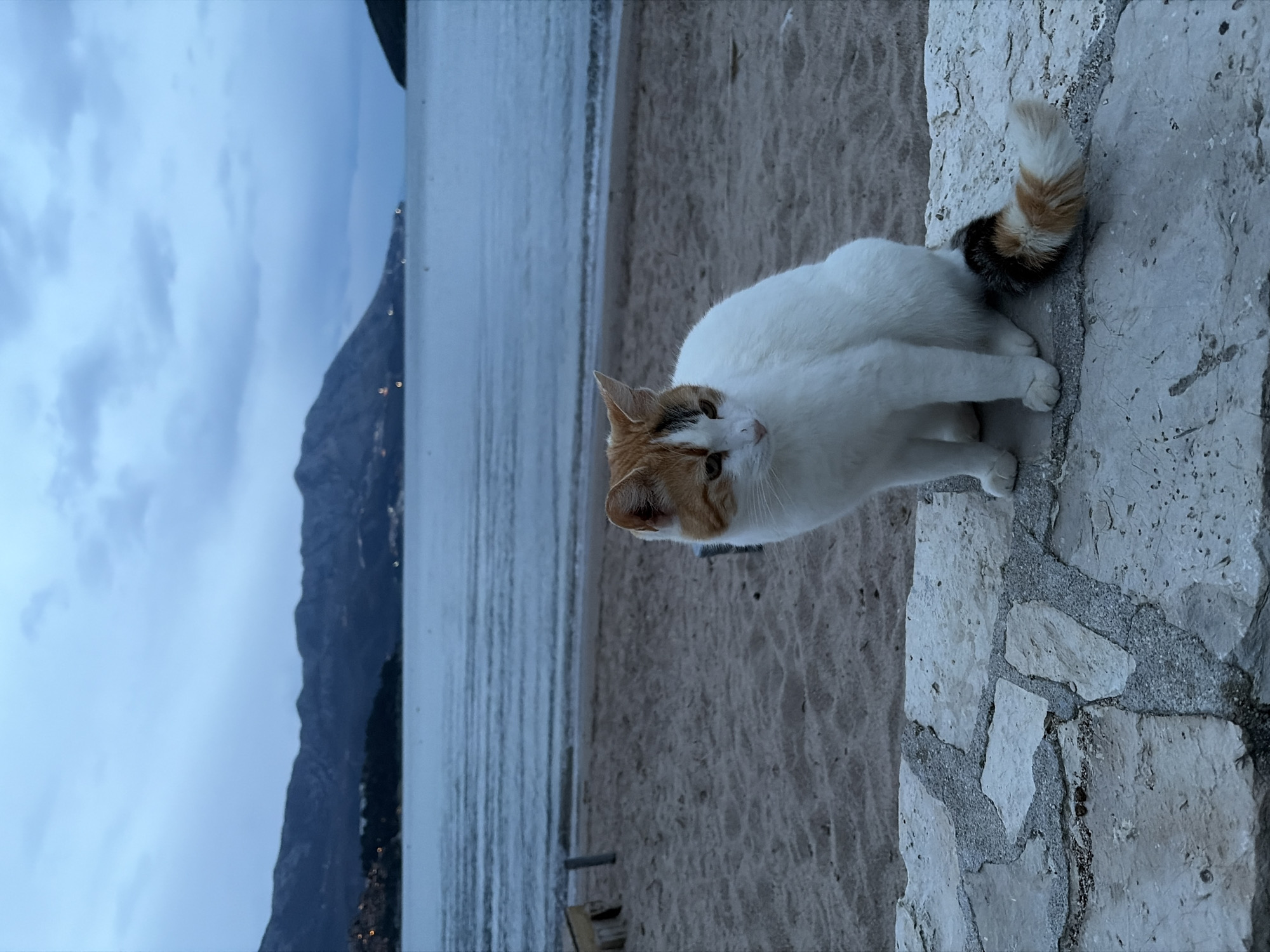 A sideways, full-frame photograph shows a white cat with patches of brown and black, sitting on a stone wall overlooking the beach in Budva, Montenegro. The cat is facing to the left with its head turned towards the camera. The tail is white with brown and black rings. The wall is made of irregular stone blocks. The beach is sandy with a body of water behind it. In the background, mountains are visible under a cloudy sky. The lighting suggests it is dusk or dawn. There is no one else visible in the frame.