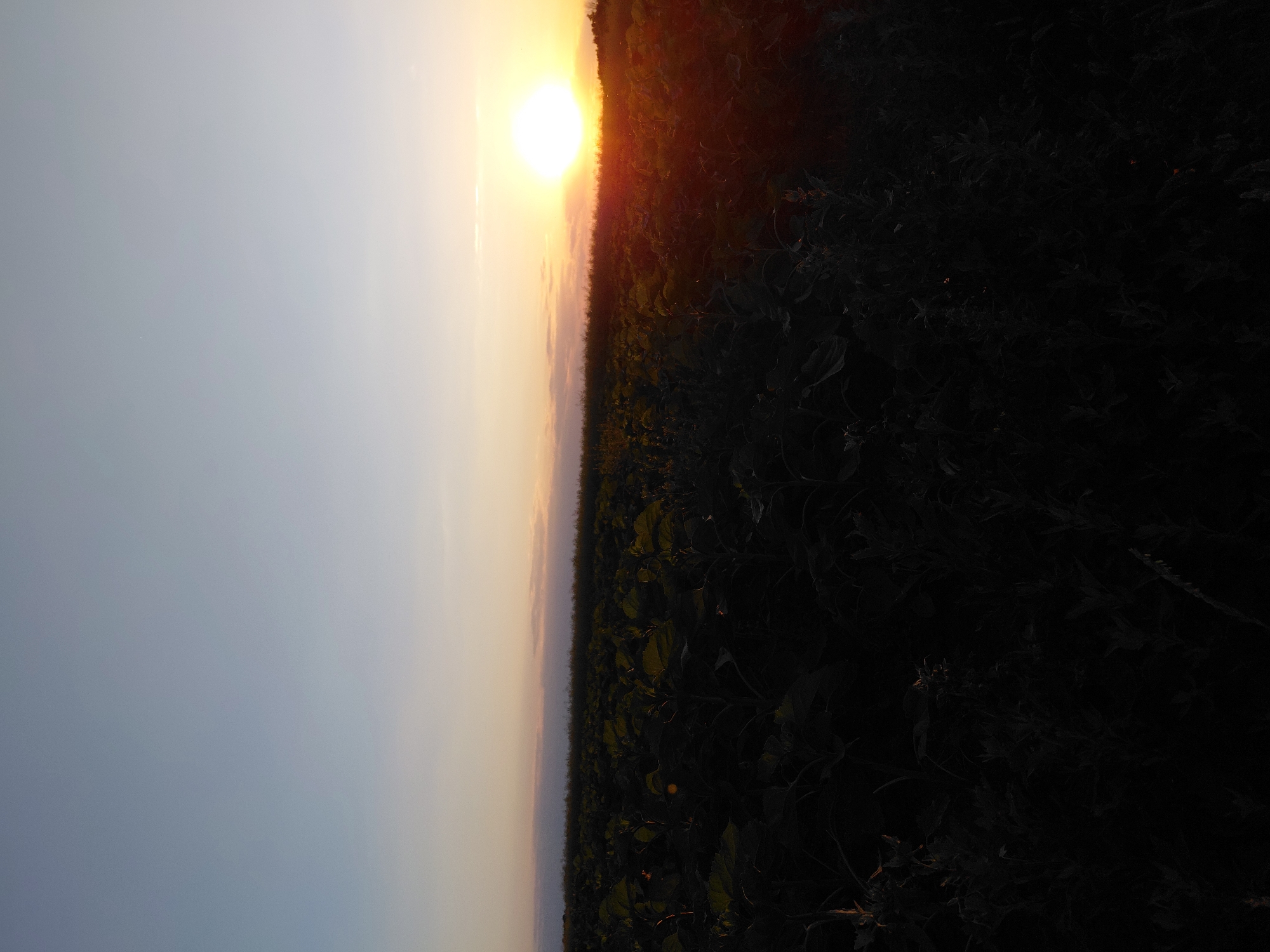A wide shot captures a field of dark green plants, likely sunflowers given their size and the stage of growth, under a dusky sky. The sun, a bright white orb, is setting on the right side of the frame, casting a warm orange glow across the horizon and illuminating the tops of the plants. The sky transitions from a pale blue at the top to a soft yellow and orange near the horizon, with a few wispy clouds. The foreground is dominated by the dense foliage of the plants, which appear almost black due to the low light conditions. The overall scene depicts a rural landscape at dusk.