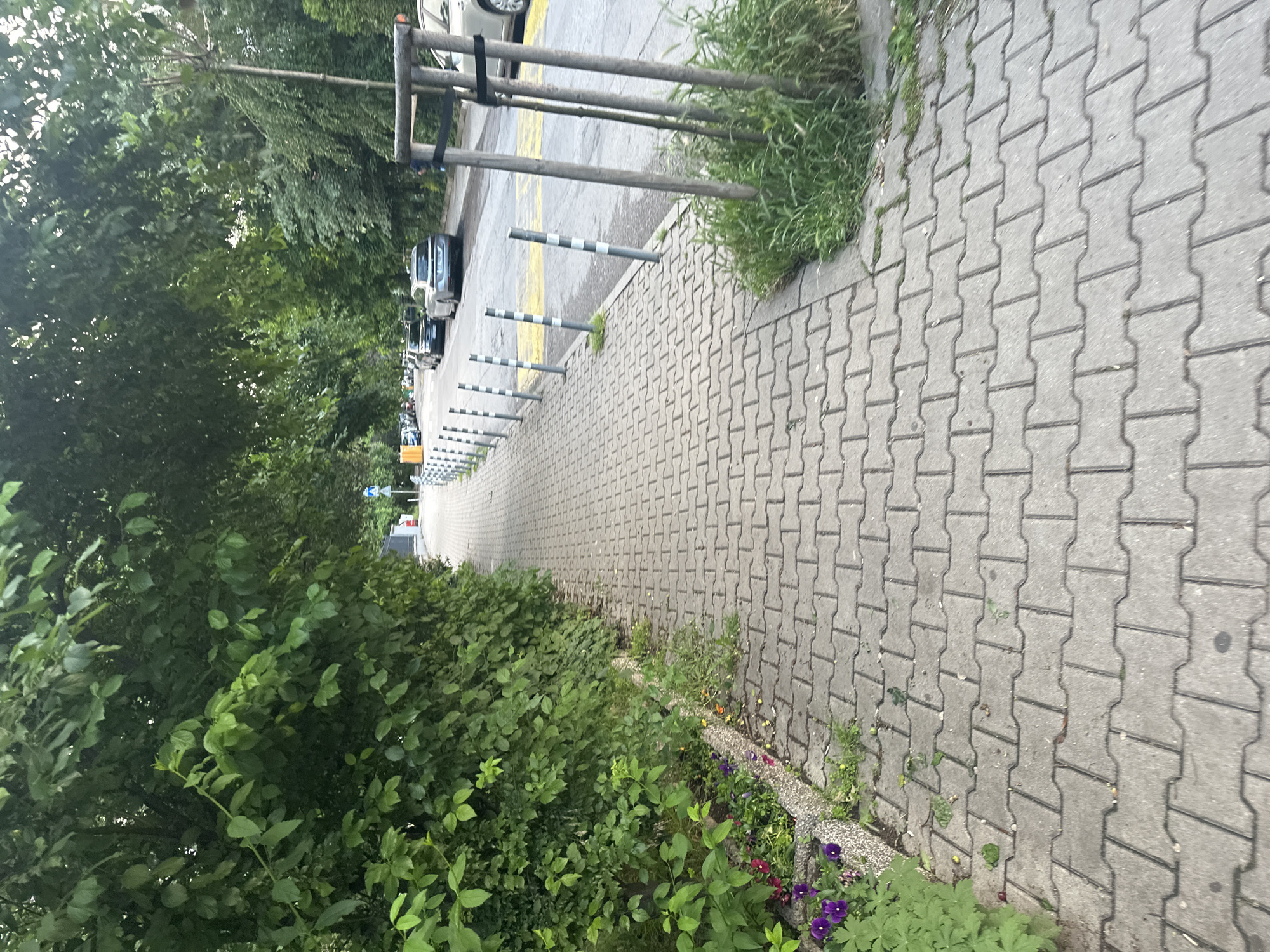 This image captures a paved sidewalk running alongside a street, viewed from a slightly elevated perspective looking down the path, likely in Sofia, Bulgaria.
On the left side of the sidewalk, a dense, verdant green hedge lines the path, with additional foliage and some purple and yellow flowers visible closer to the foreground. Further along, a light-colored building wall emerges from behind the greenery.
The sidewalk itself is constructed from gray interlocking concrete pavers, laid in a repeating, staggered pattern. Small patches of grass and weeds can be seen growing through some of the cracks, particularly near the edges.
To the right of the sidewalk, a row of black and white striped bollards or short posts forms a barrier, separating pedestrians from the adjacent street. The street is paved and features distinct yellow lines painted on its surface. Numerous cars are parked along the street in the distance, partially obscured by tall, leafy trees that line the roadside. Some of these trees are supported by wooden stakes secured with black straps.
The scene is illuminated by natural daylight, suggesting an overcast day or the softer light of early morning or late afternoon, as there are no harsh shadows. There are no people visible, lending a calm and tranquil ambiance to the urban or suburban setting. No discernible text is visible within the frame.
