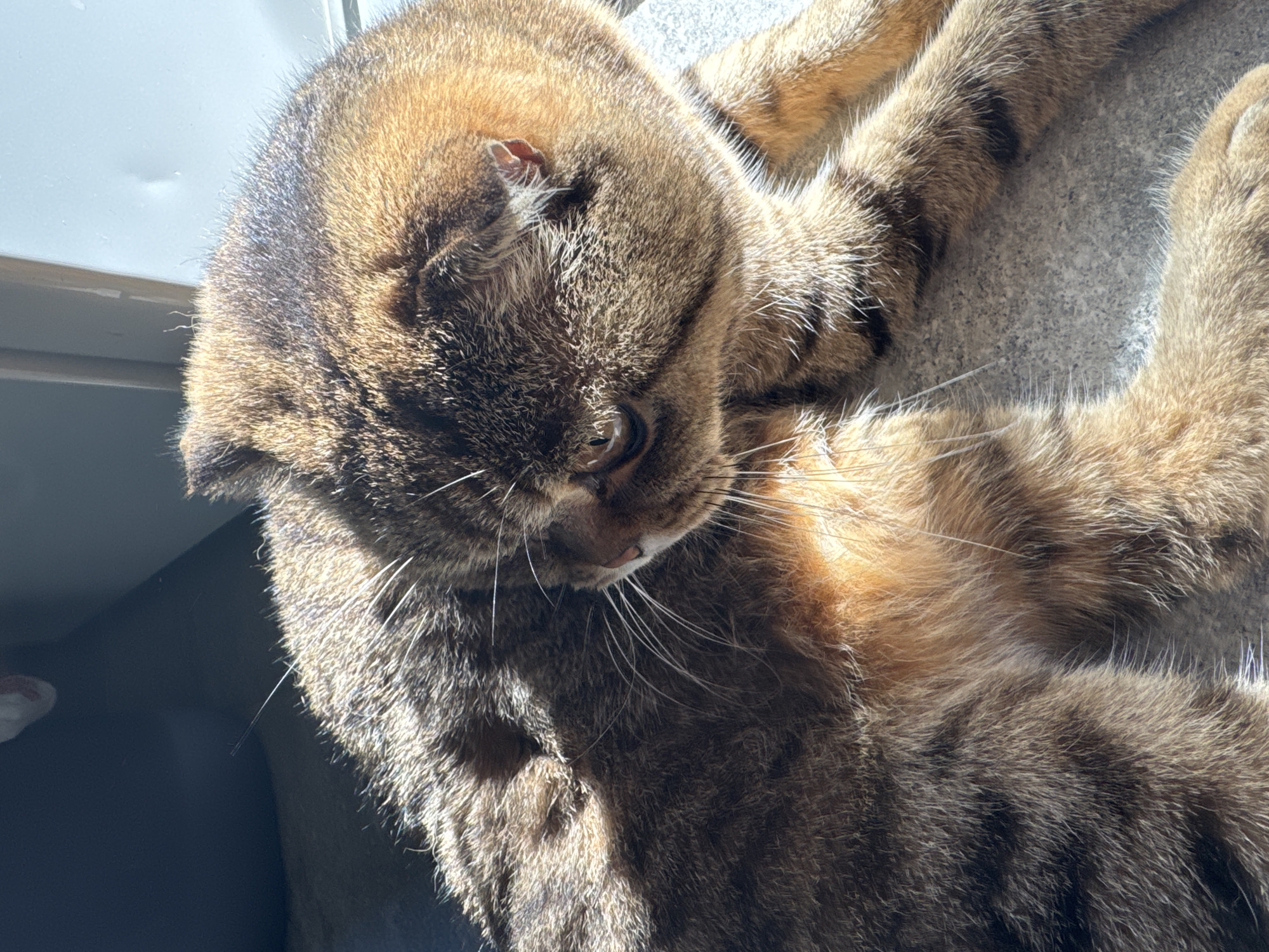 The image shows a close-up of a tabby cat with folded ears, lying on a textured surface that appears to be a windowsill or floor. The cat is bathed in sunlight, with strong shadows cast across its fur. The cat's fur is a mix of brown, black, and orange tabby markings. Its eyes are partially closed, and its head is turned to the side, as if looking away from the camera. The background is blurred, with a dark area to the left and a bright, out-of-focus area to the right, possibly a window or wall. There is no indication of the city of Солонешное, Russia, in the image itself, as it is a naturalistic depiction of a domestic animal.